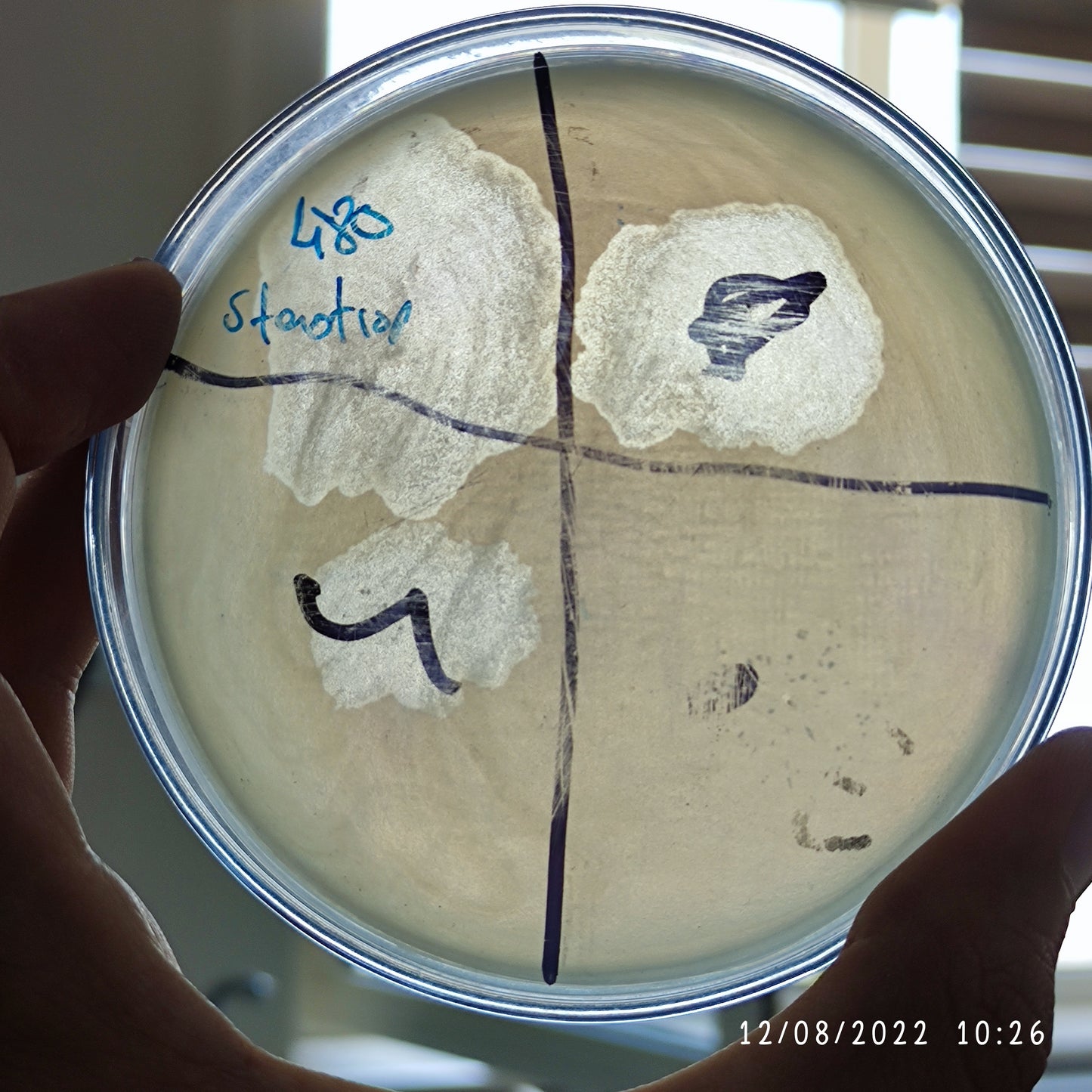 Stenotrophomonas maltophilia bacteriophage 200480F