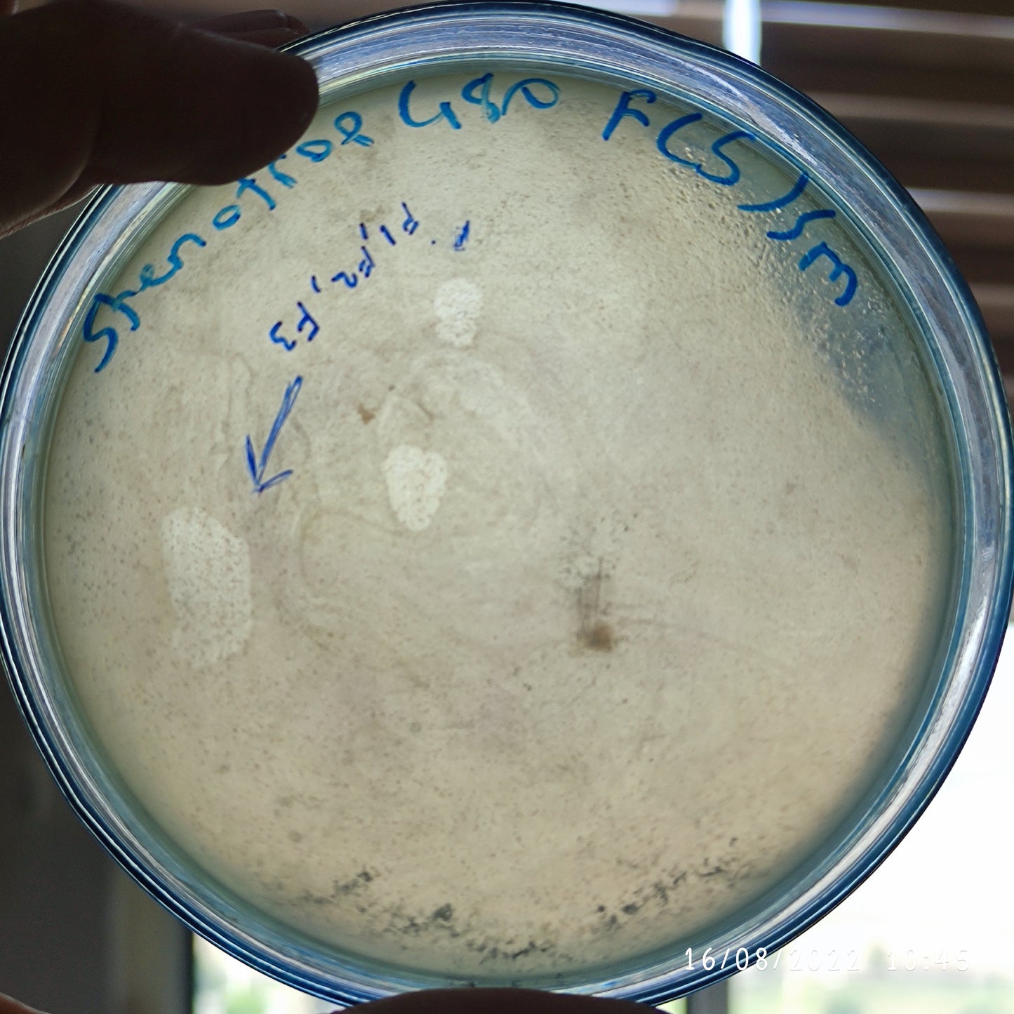 Stenotrophomonas maltophilia bacteriophage 200480F