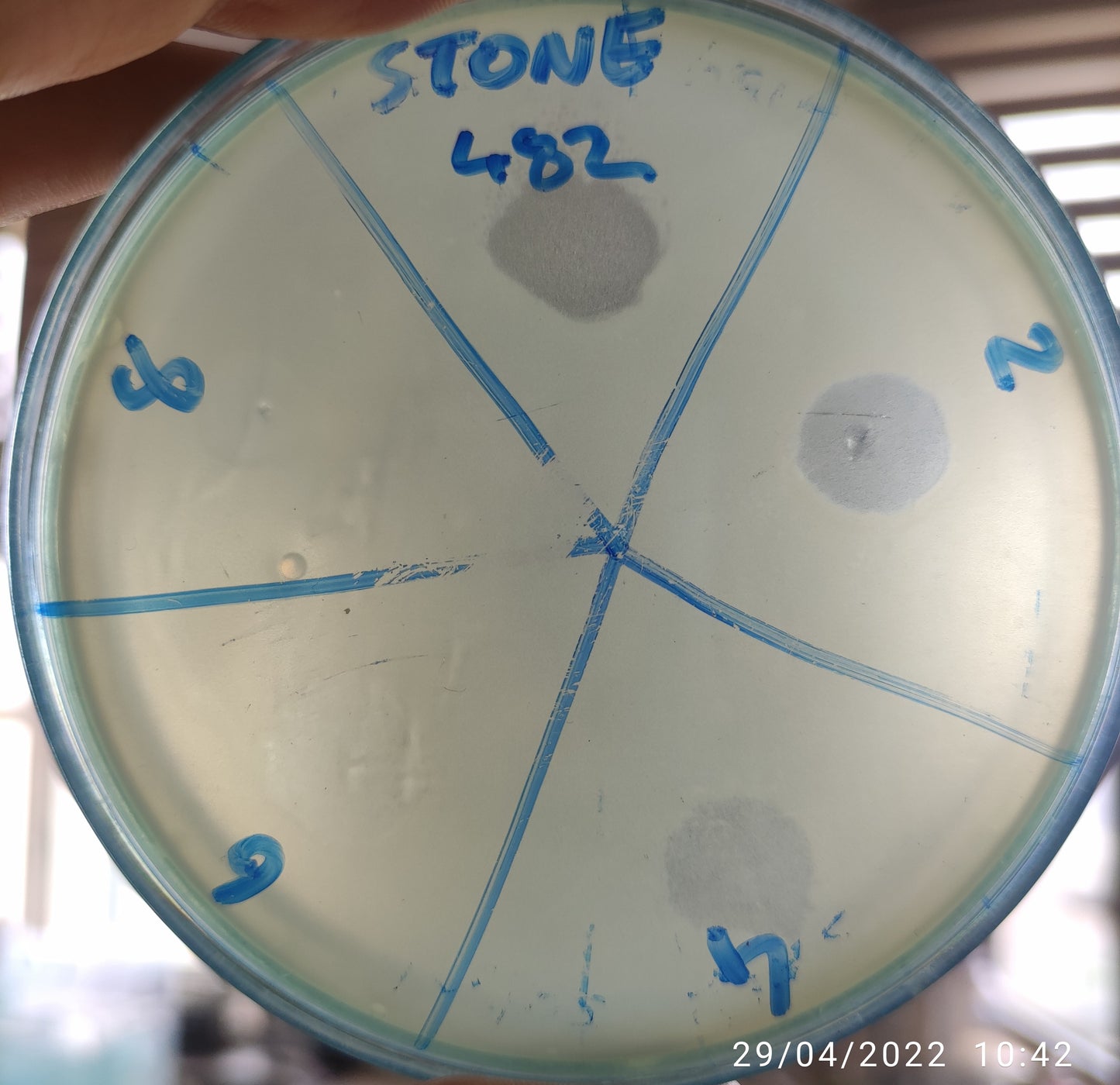 Stenotrophomonas maltophilia bacteriophage 200482D