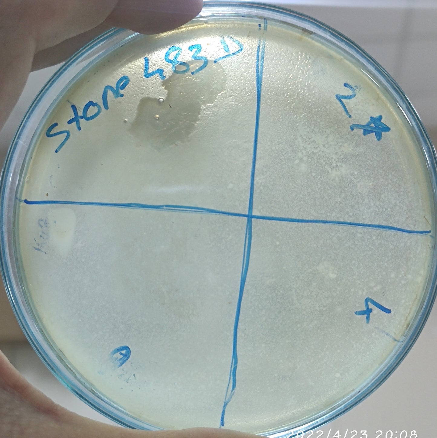 Stenotrophomonas maltophilia bacteriophage 200483D