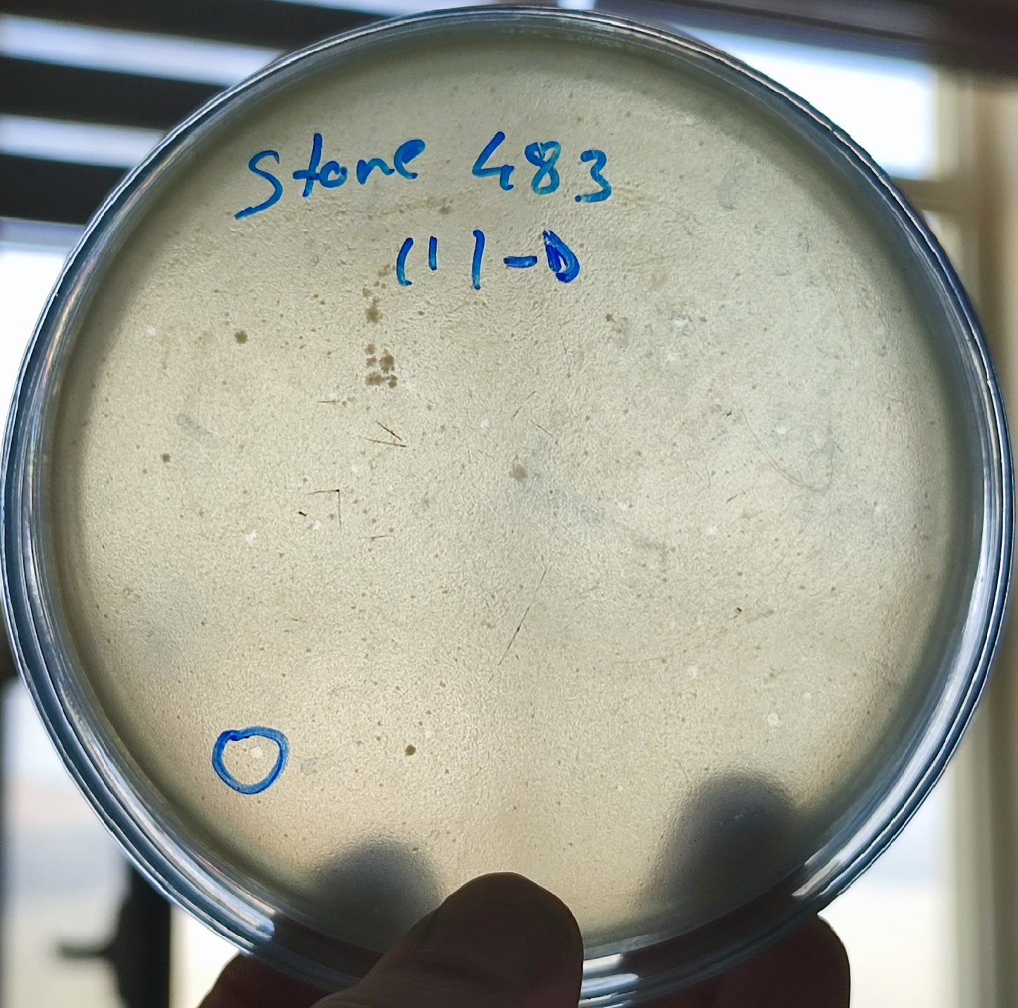 Stenotrophomonas maltophilia bacteriophage 200483D