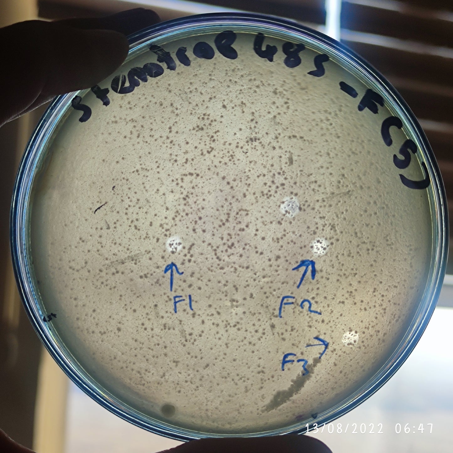 Stenotrophomonas maltophilia bacteriophage 200485F