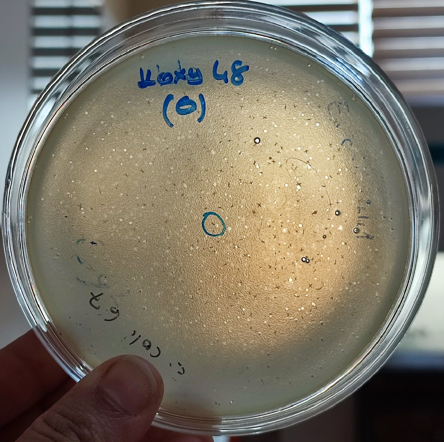 Klebsiella oxytoca bacteriophage 188048D