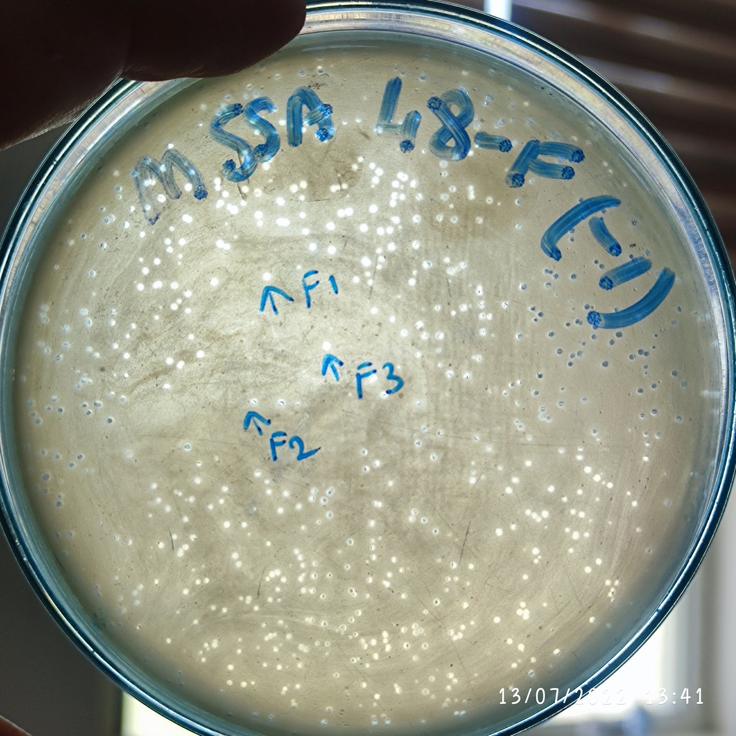 Staphylococcus aureus bacteriophage 152048F