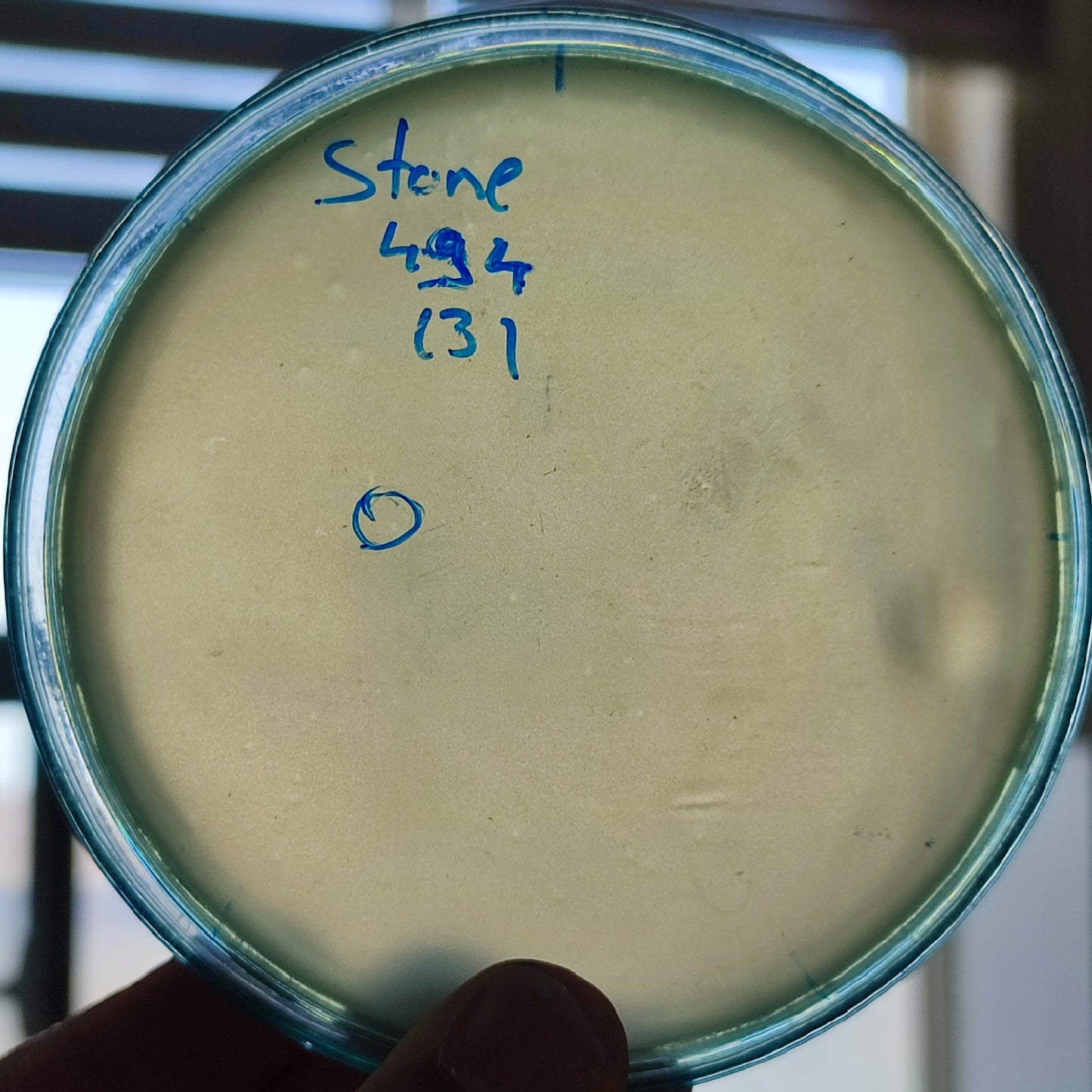 Stenotrophomonas maltophilia bacteriophage 200494D