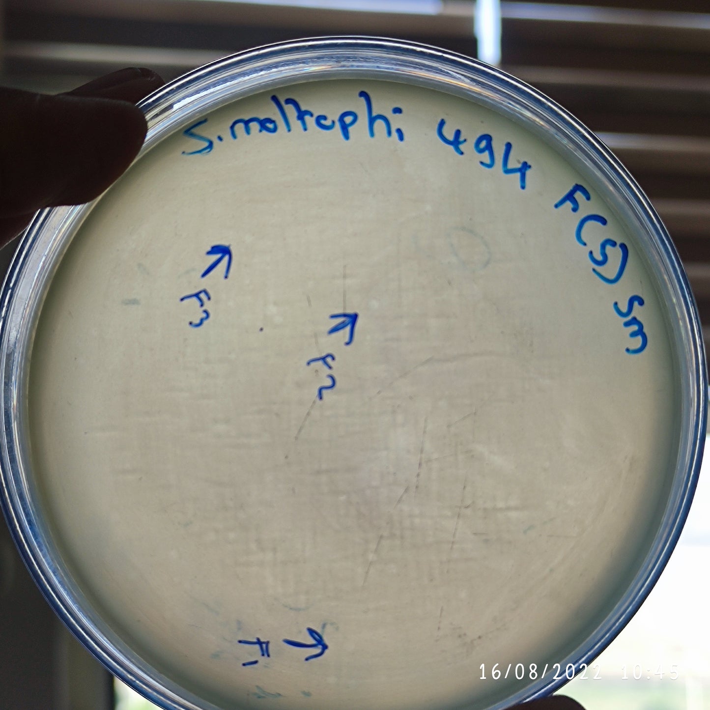Stenotrophomonas maltophilia bacteriophage 200494F