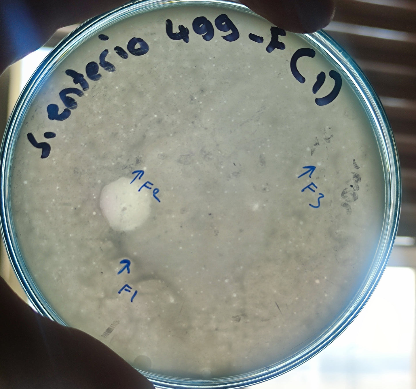 Salmonella bacteriophage 200499F