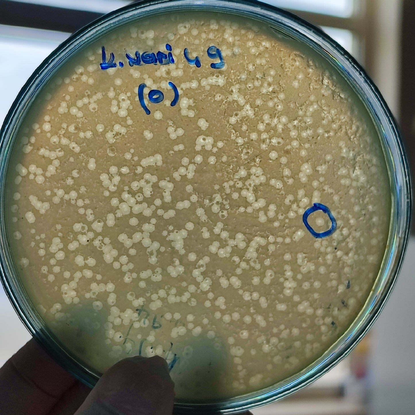 Klebsiella variicola bacteriophage 188049D