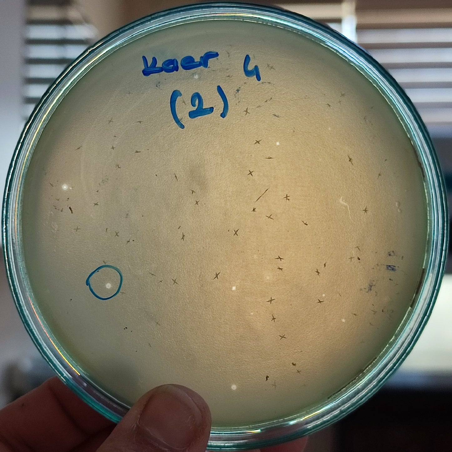 Klebsiella aerogenes bacteriophage 188004D