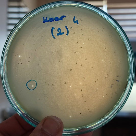 Klebsiella aerogenes bacteriophage 188004D