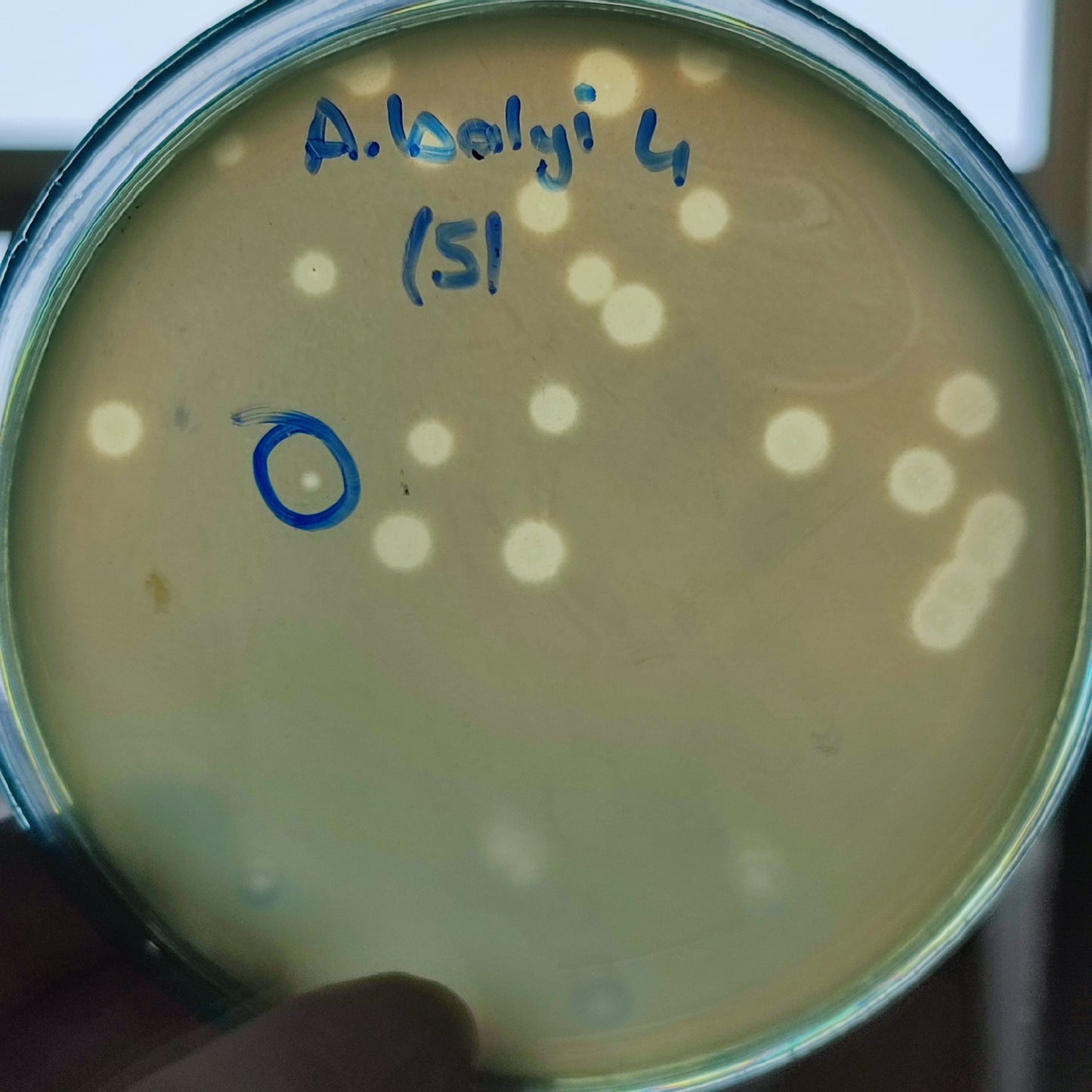 Acinetobacter baylyi bacteriophage 128004D