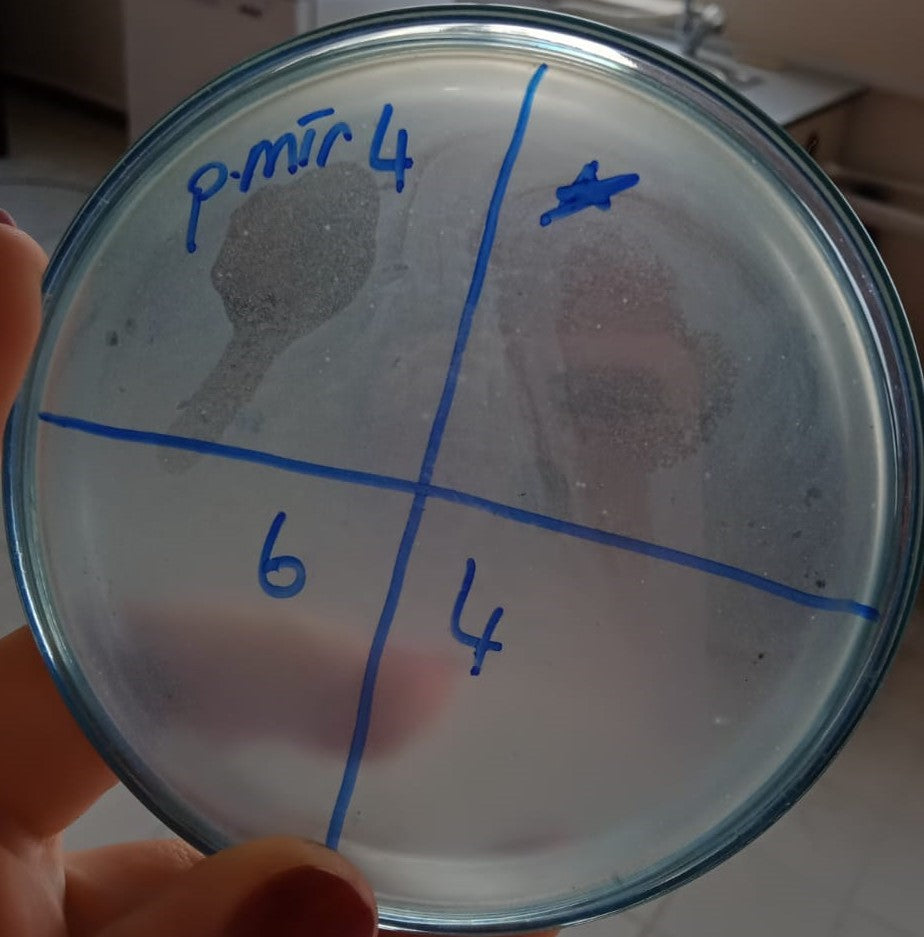 Proteus mirabilis bacteriophage 200037A