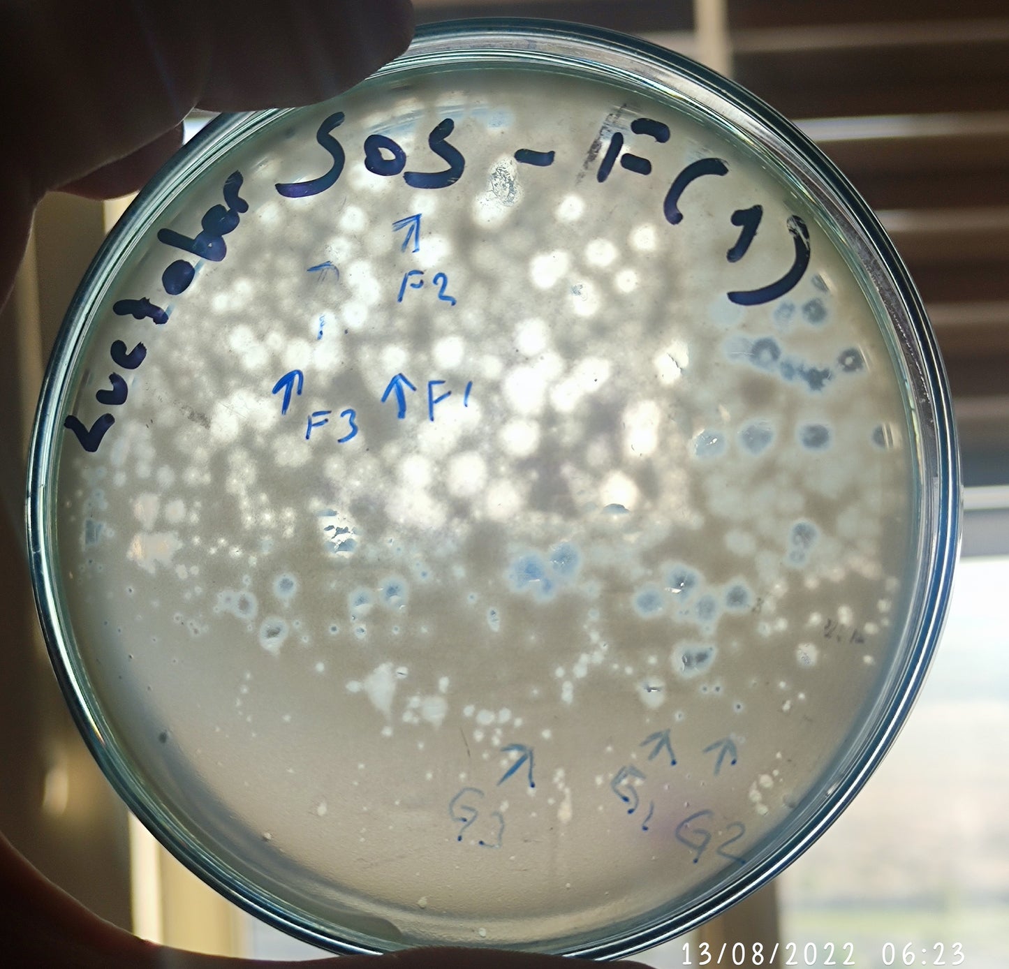 Lactobacillus bacteriophage 200502G