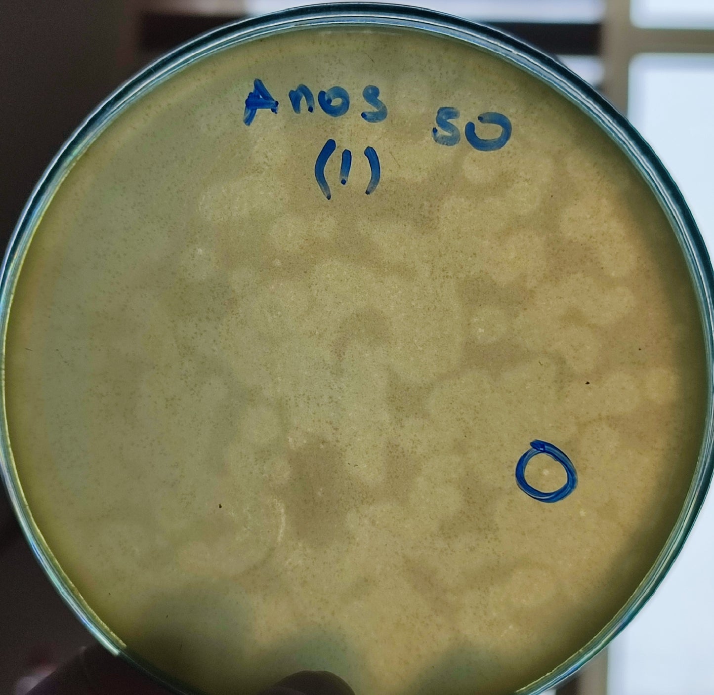 Acinetobacter nosocomialis bacteriophage 128050D