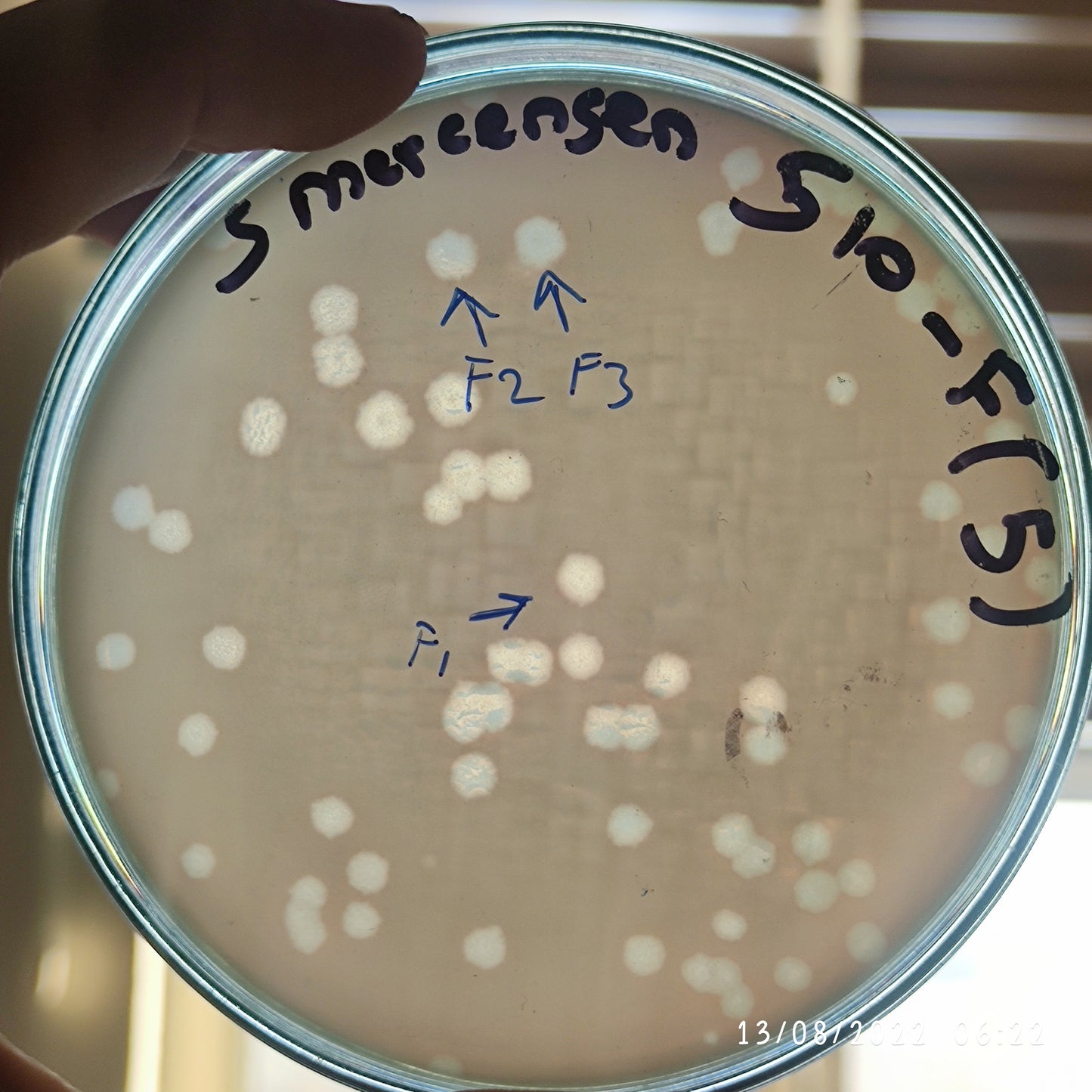 Serratia marcescens bacteriophage 200510F