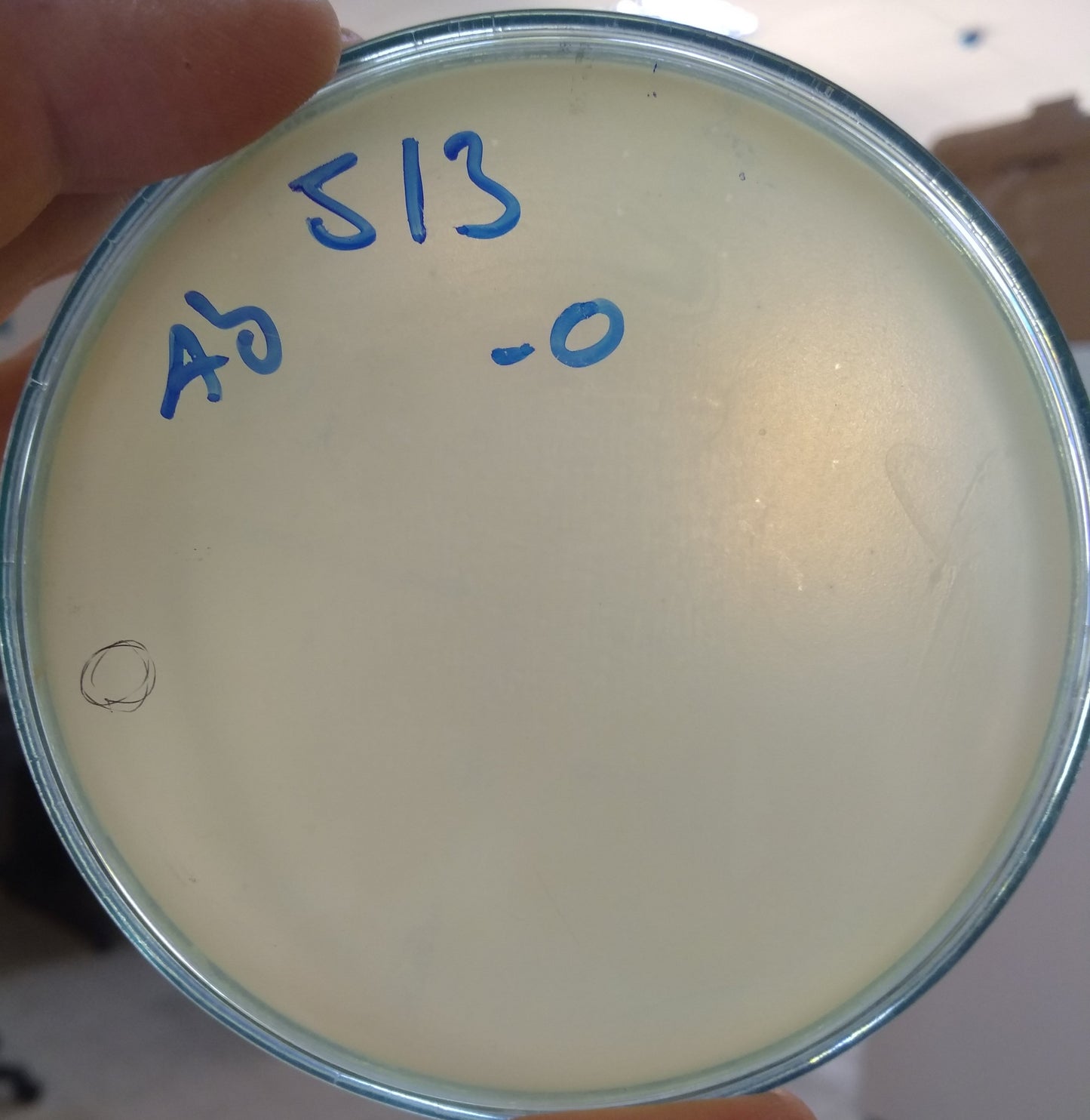Acinetobacter baumannii bacteriophage 120513A
