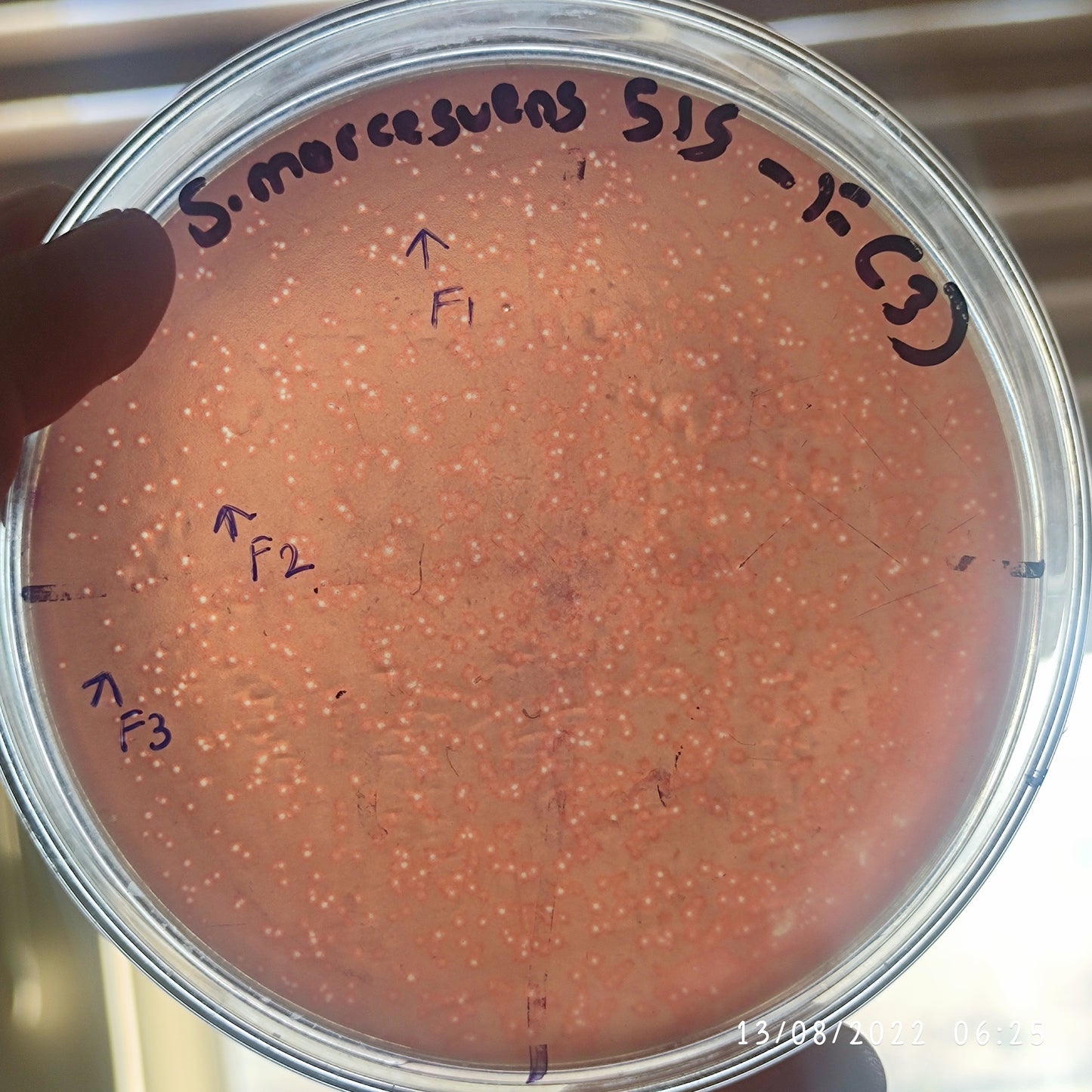 Serratia marcescens bacteriophage 200515F