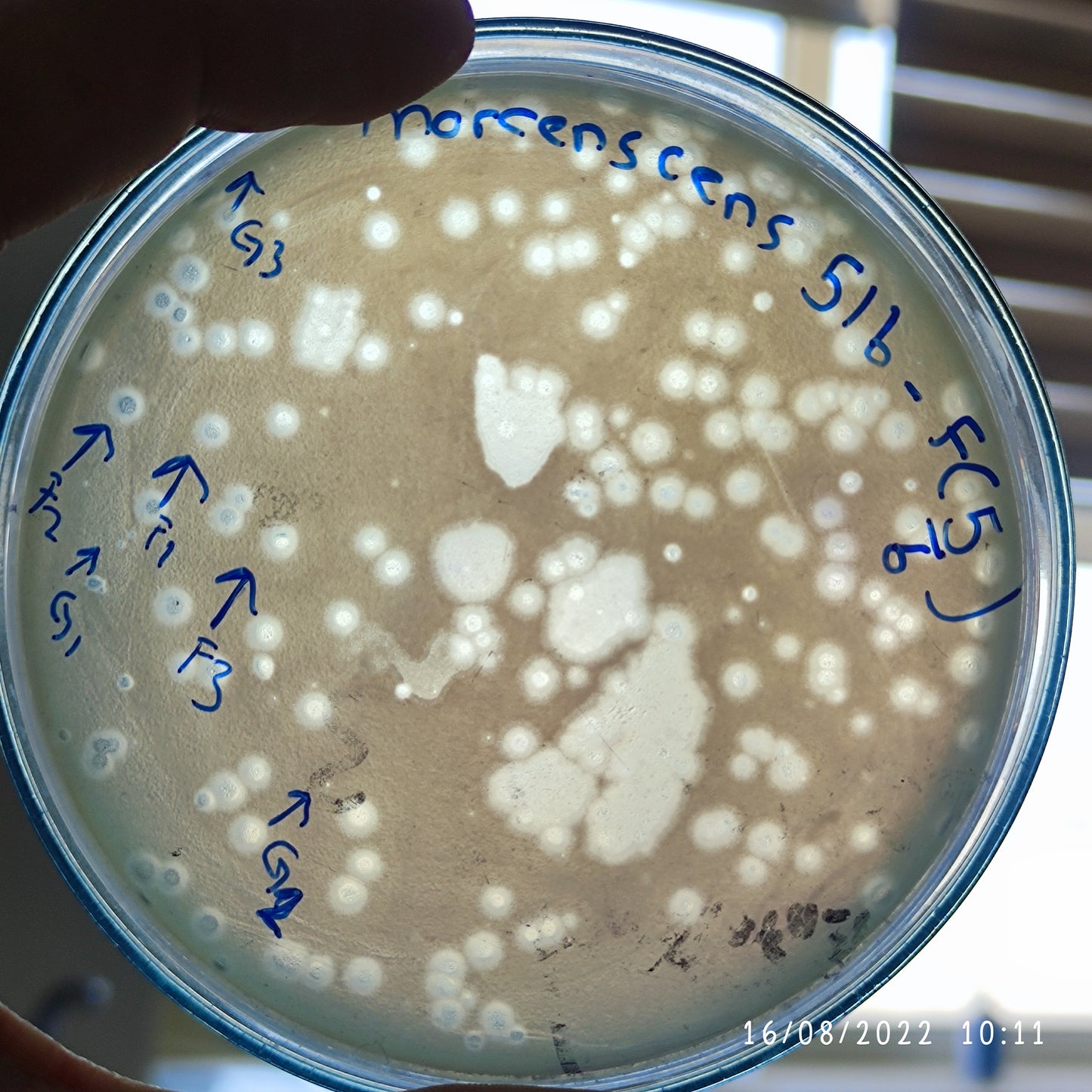 Serratia marcescens bacteriophage 200516F