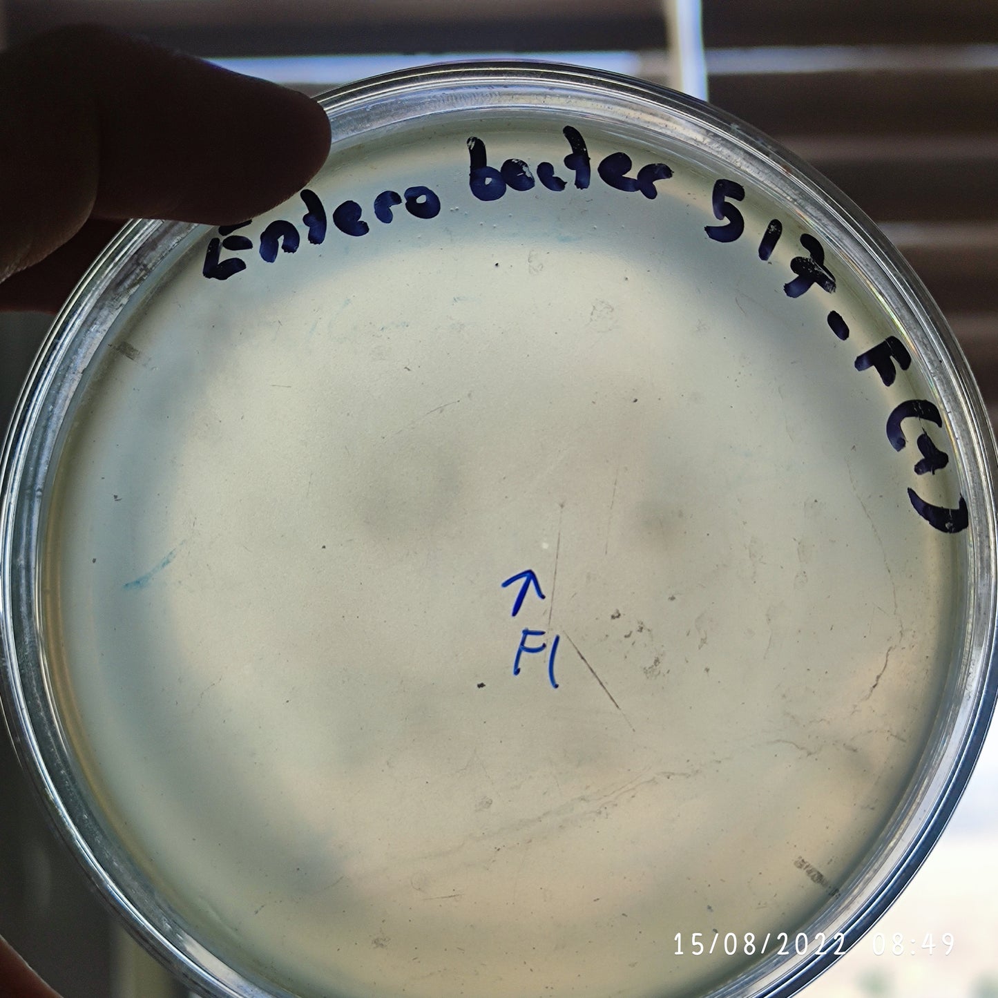 Enterobacter bacteriophage 200517F