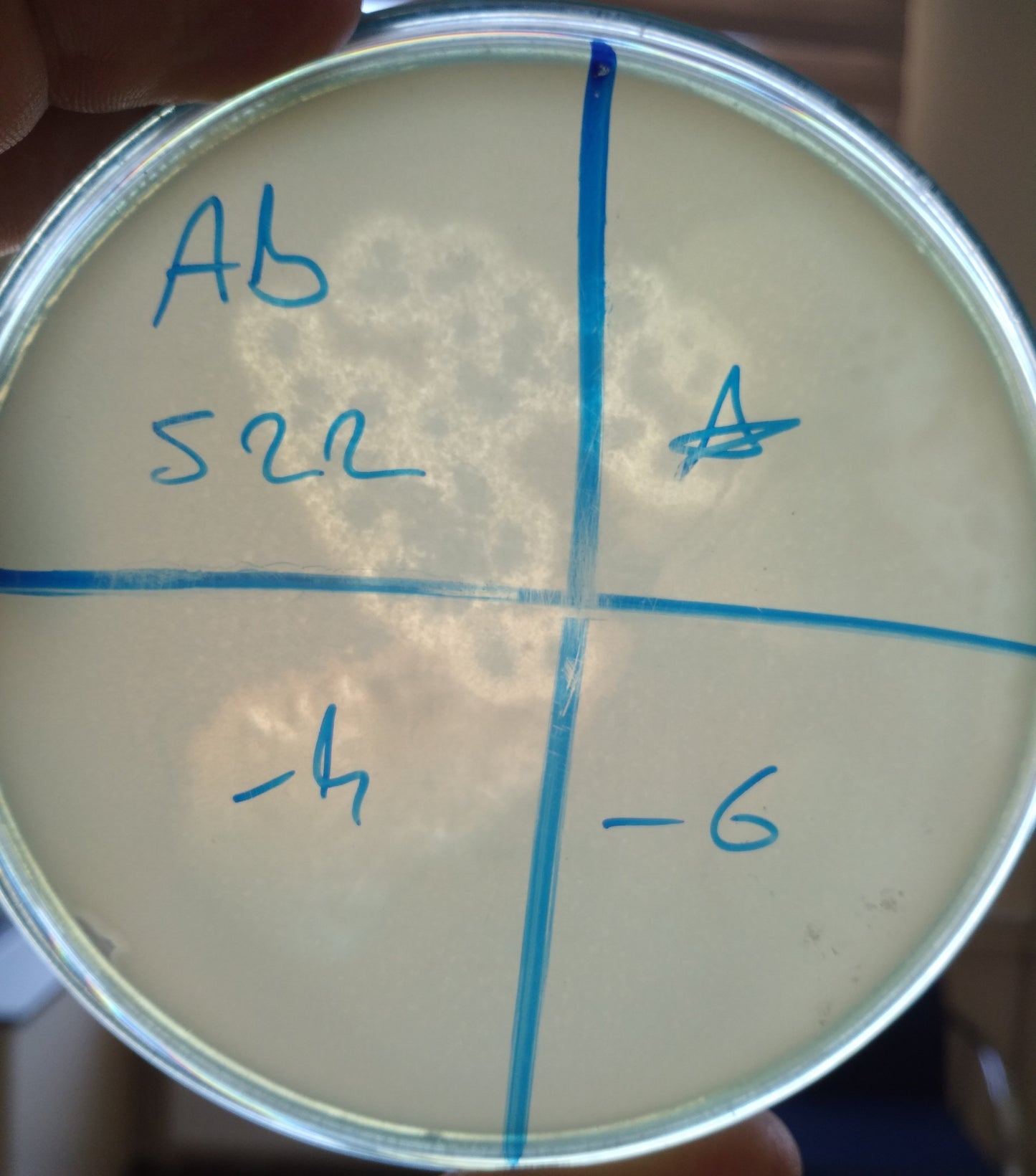Acinetobacter pittii bacteriophage 128062A