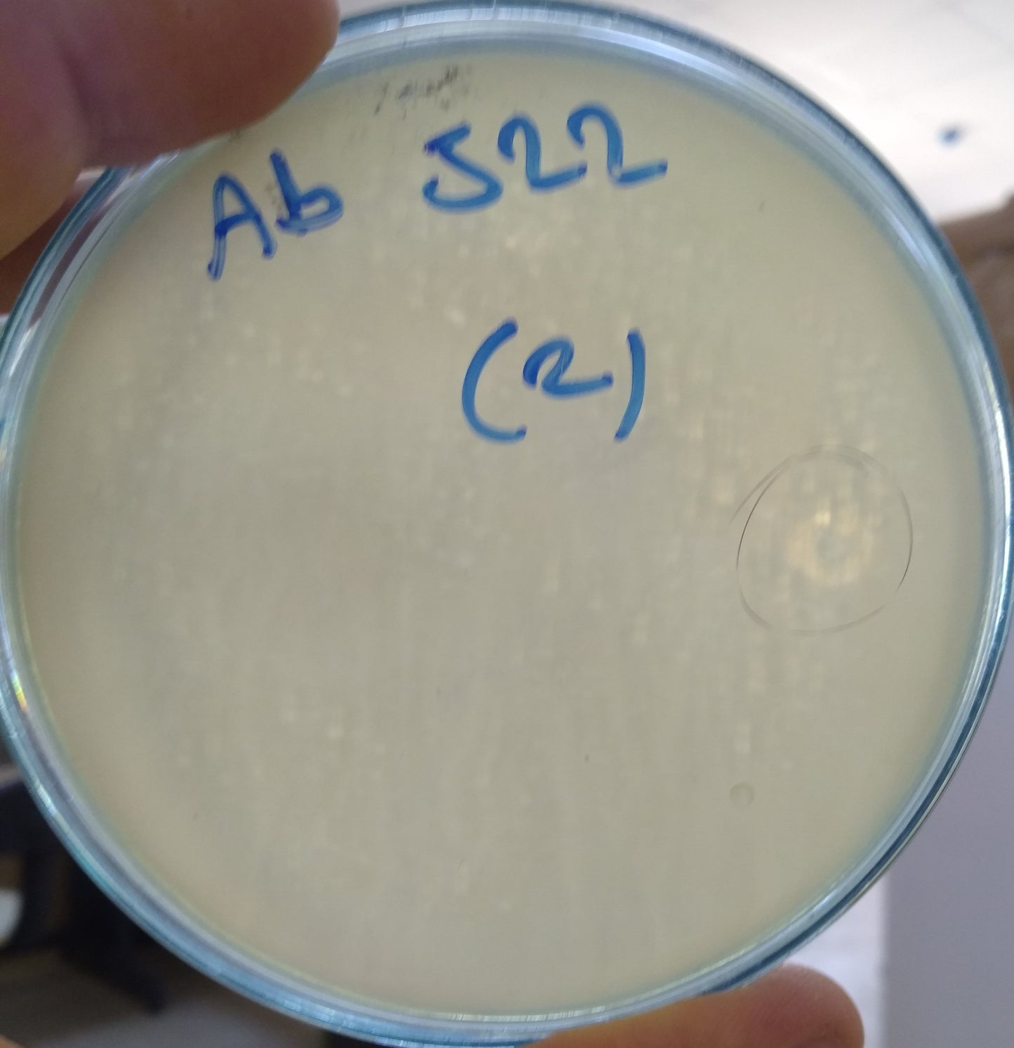 Acinetobacter baumannii bacteriophage 120522A