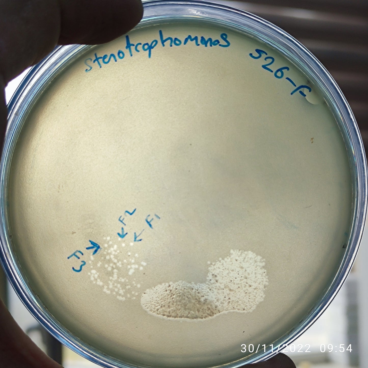 Stenotrophomonas maltophilia bacteriophage 200526F