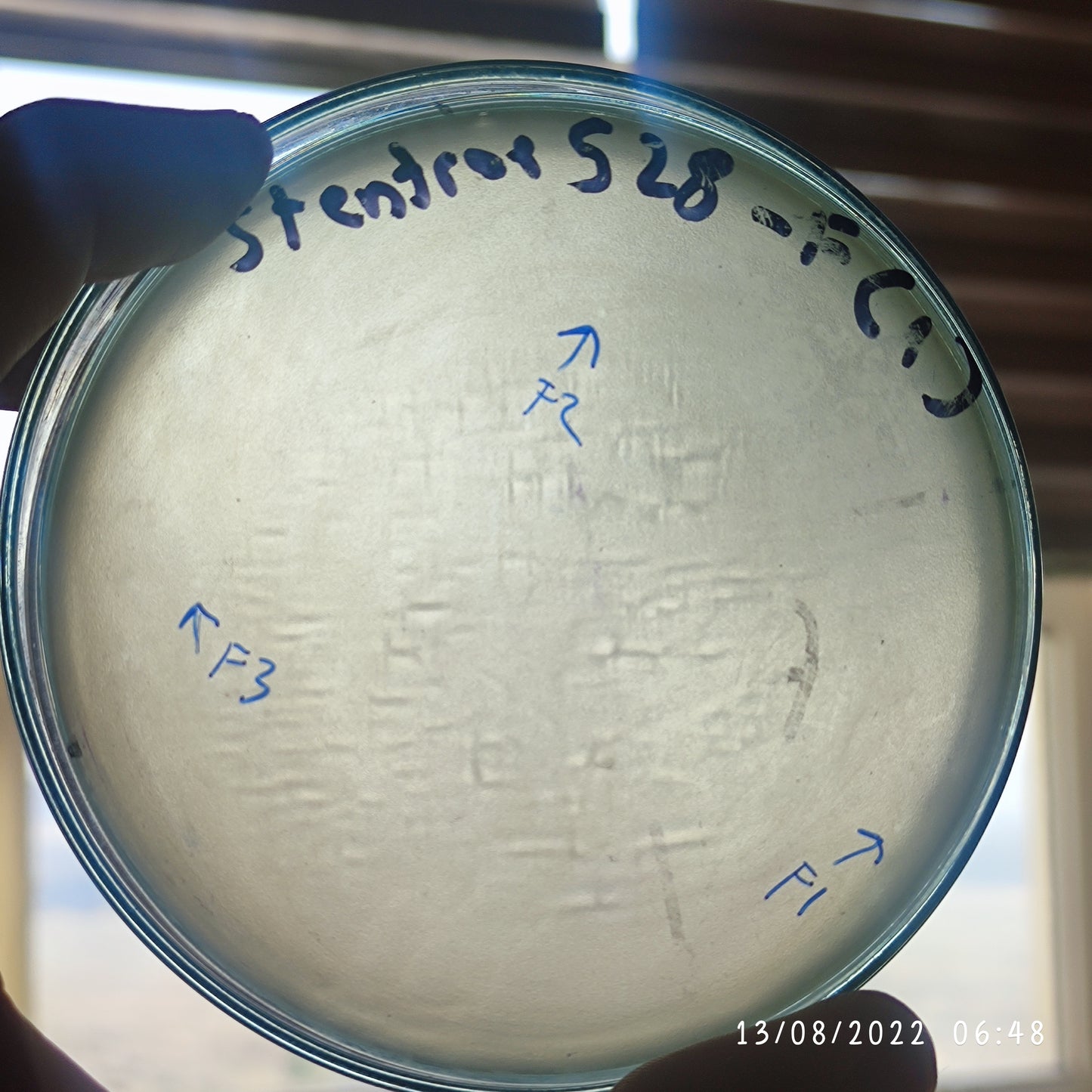 Stenotrophomonas maltophilia bacteriophage 200528F