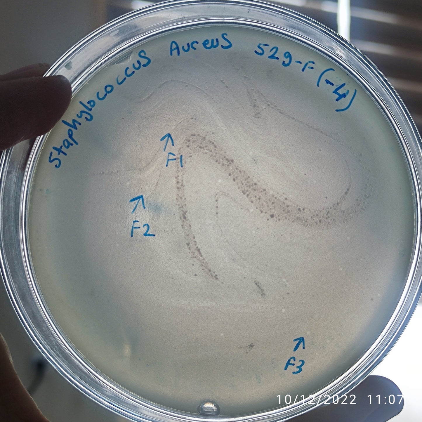 Staphylococcus aureus bacteriophage 152529F