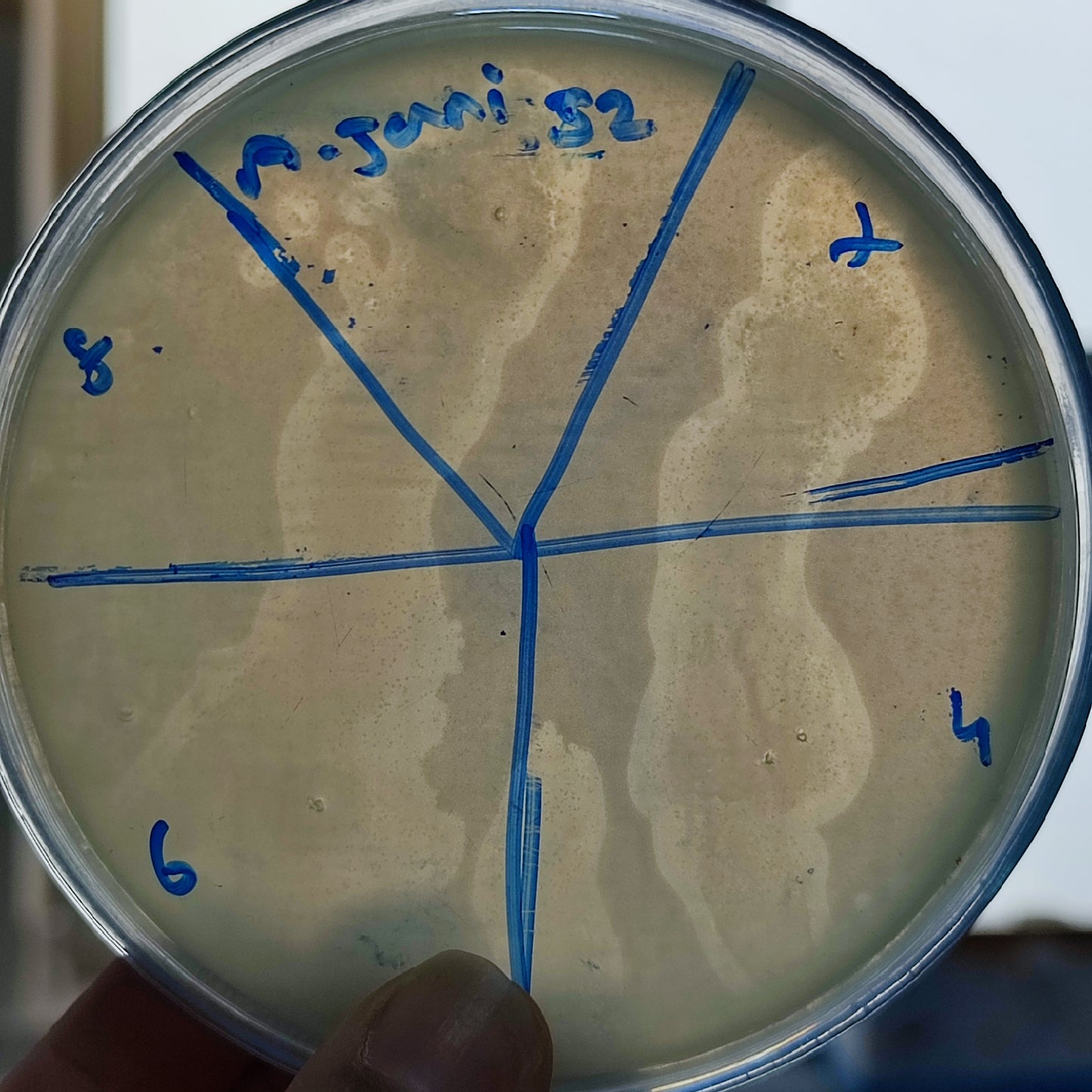 Acinetobacter junii bacteriophage 128052D