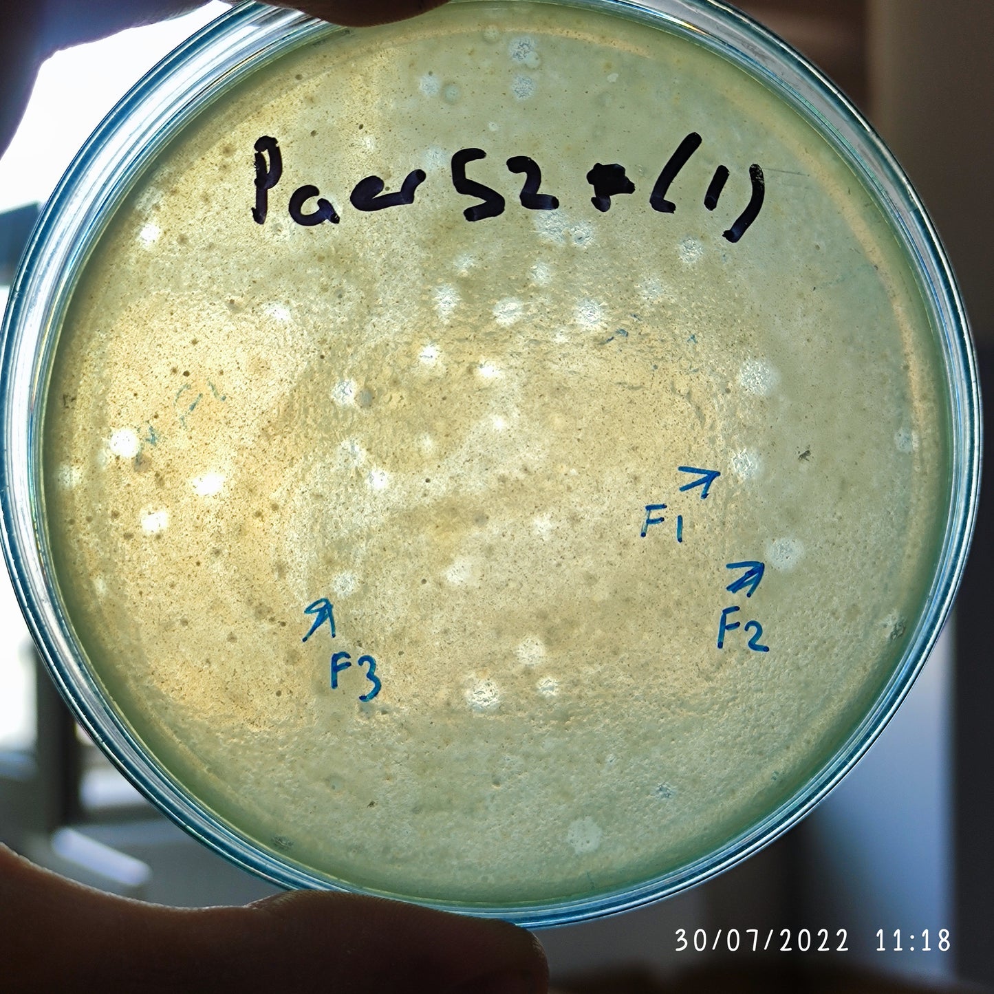 Pseudomonas aeruginosa bacteriophage 130052F