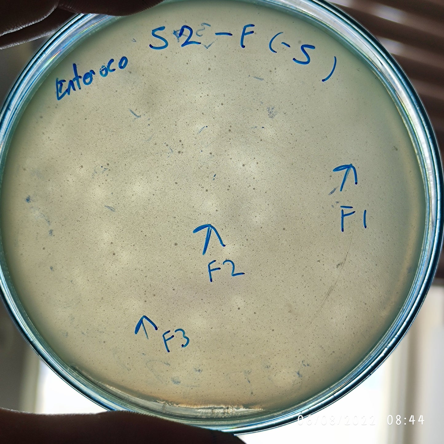 Enterococcus faecium bacteriophage 110052F