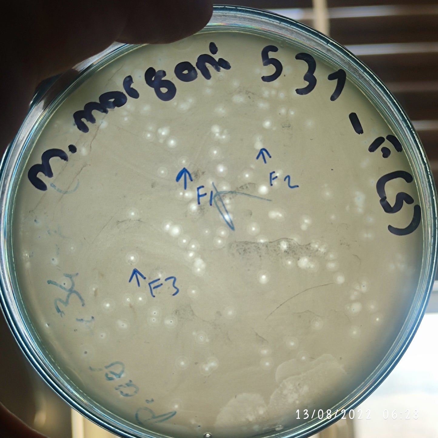 Morganella morganii bacteriophage 200531F