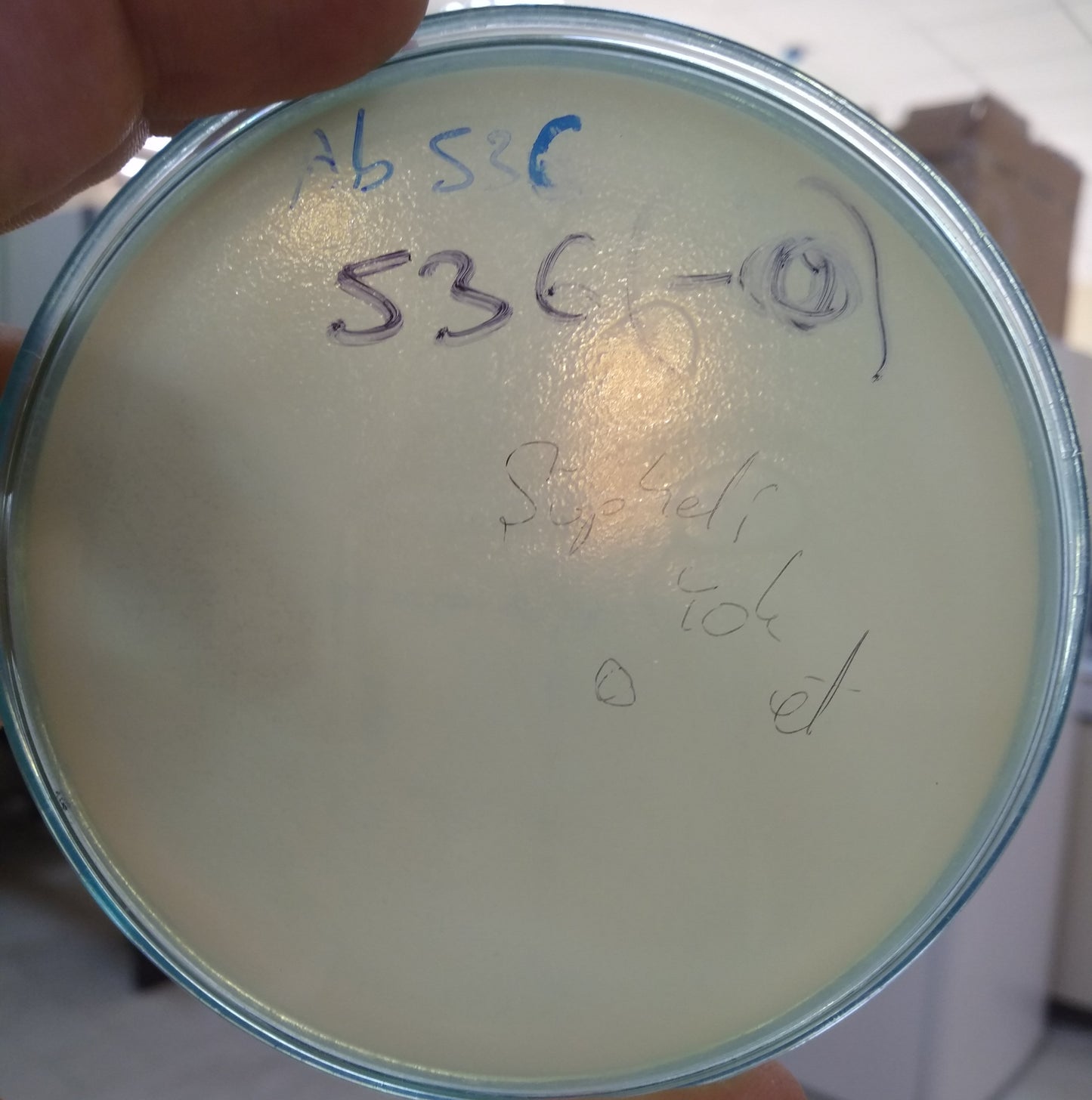 Acinetobacter baumannii bacteriophage 120536A