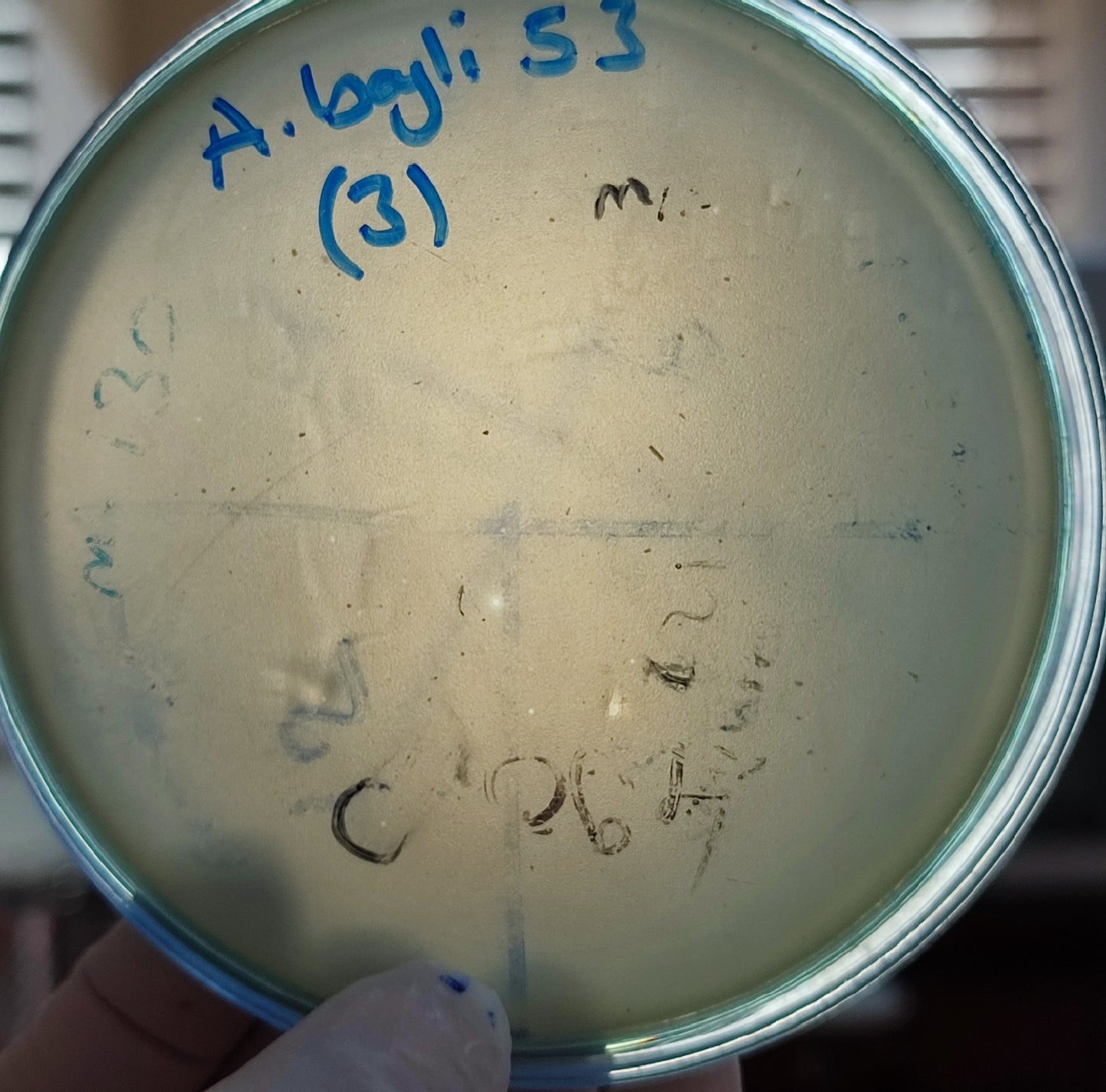 Acinetobacter baylyi bacteriophage 128053D