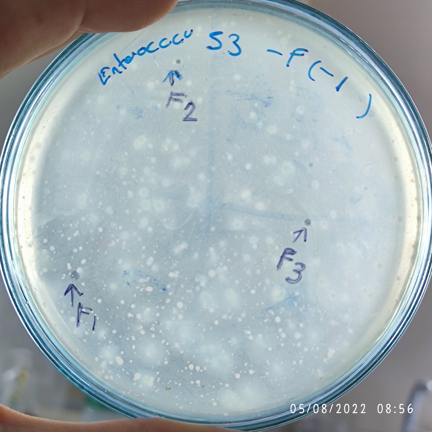 Enterococcus faecium bacteriophage 110053F