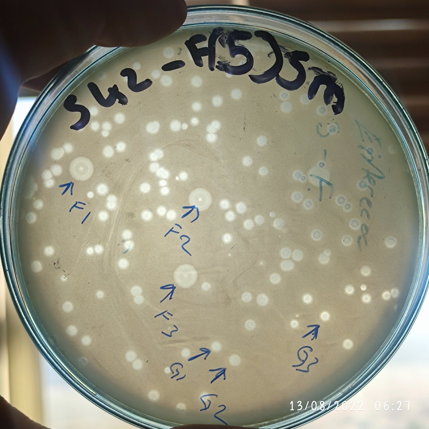 Enterobacter cloacae bacteriophage 200542G