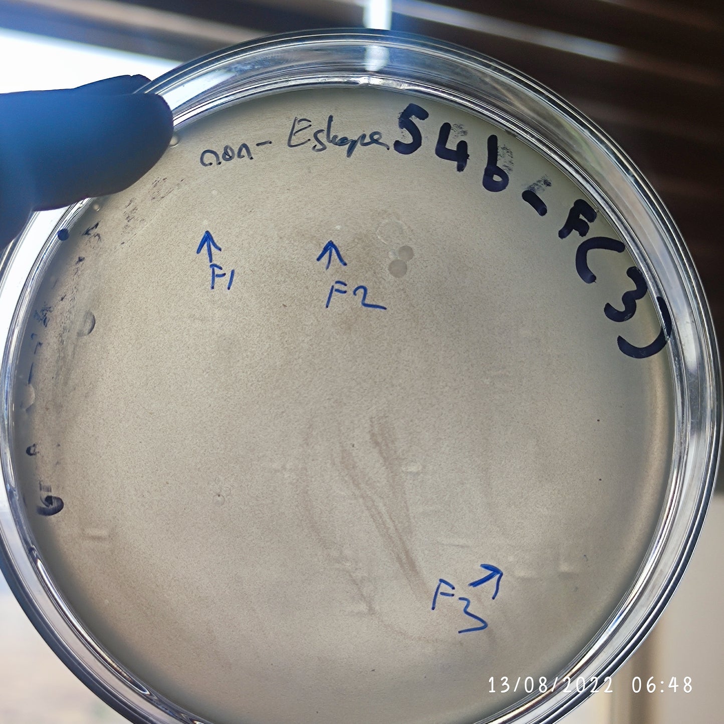 Stenotrophomonas maltophilia bacteriophage 200546F