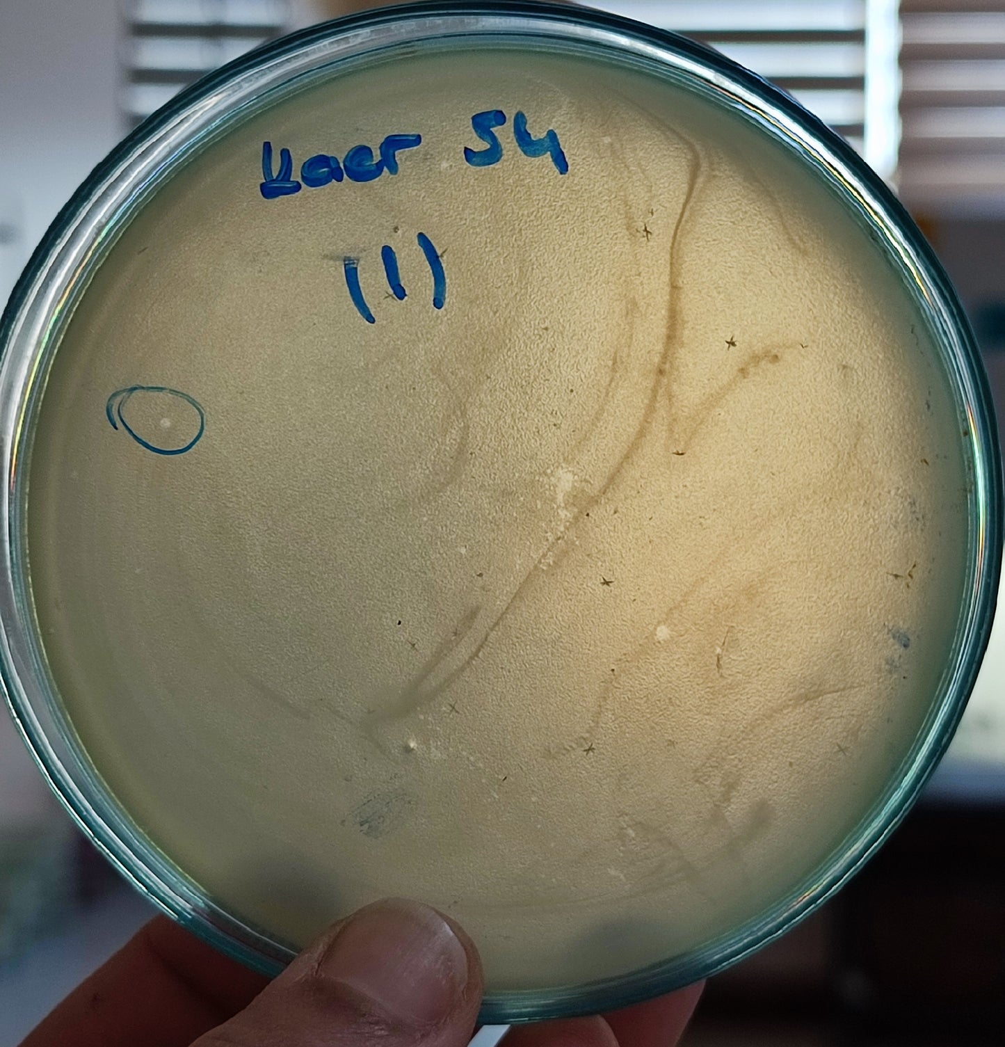 Klebsiella aerogenes bacteriophage 188054D