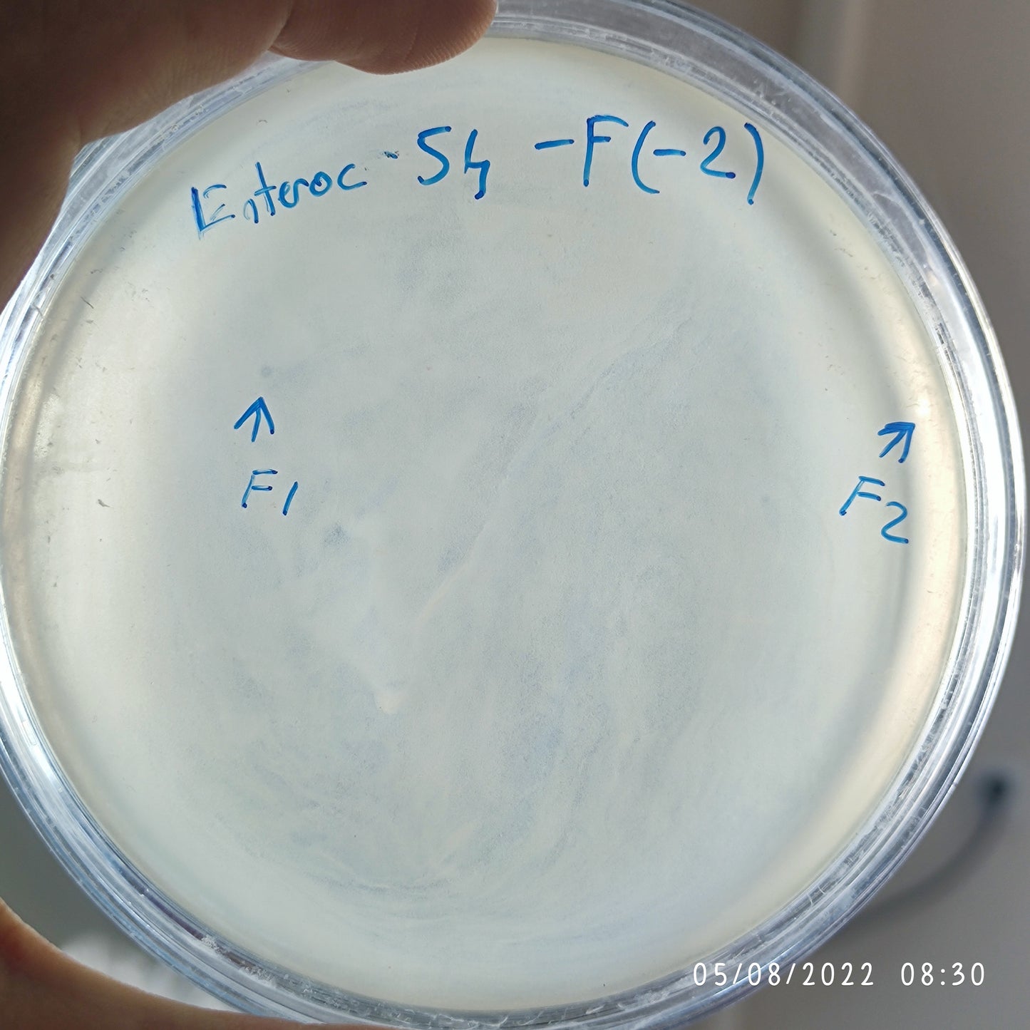 Enterococcus faecalis bacteriophage 110054F