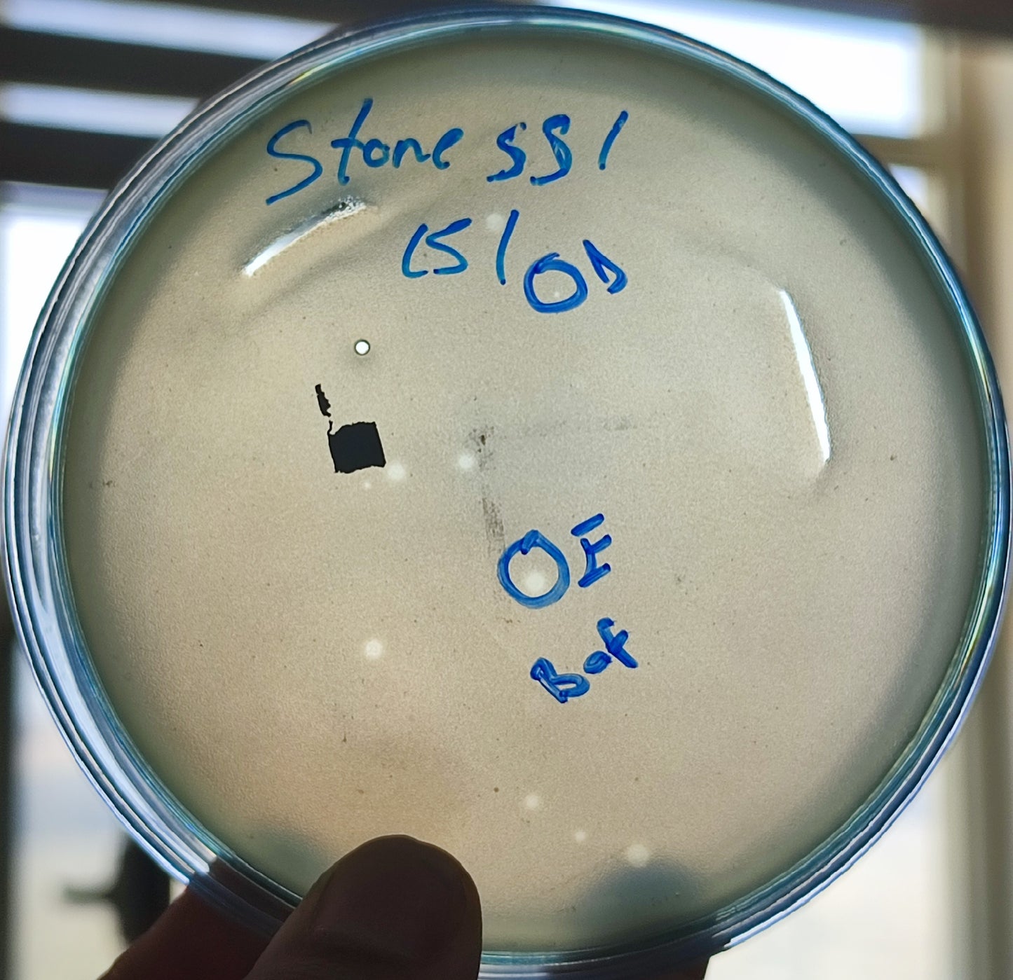 Stenotrophomonas maltophilia bacteriophage 200551E
