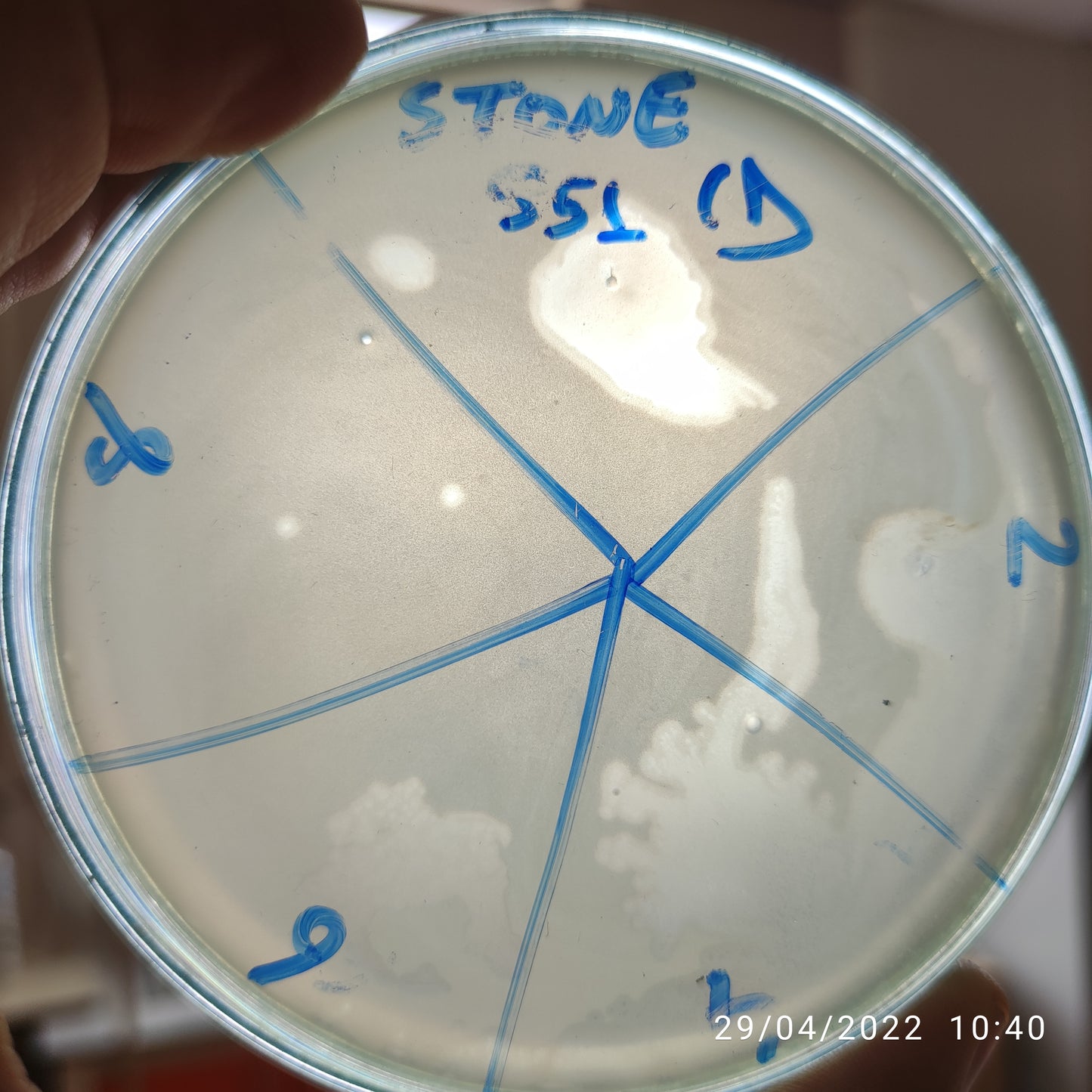 Stenotrophomonas maltophilia bacteriophage 200551D