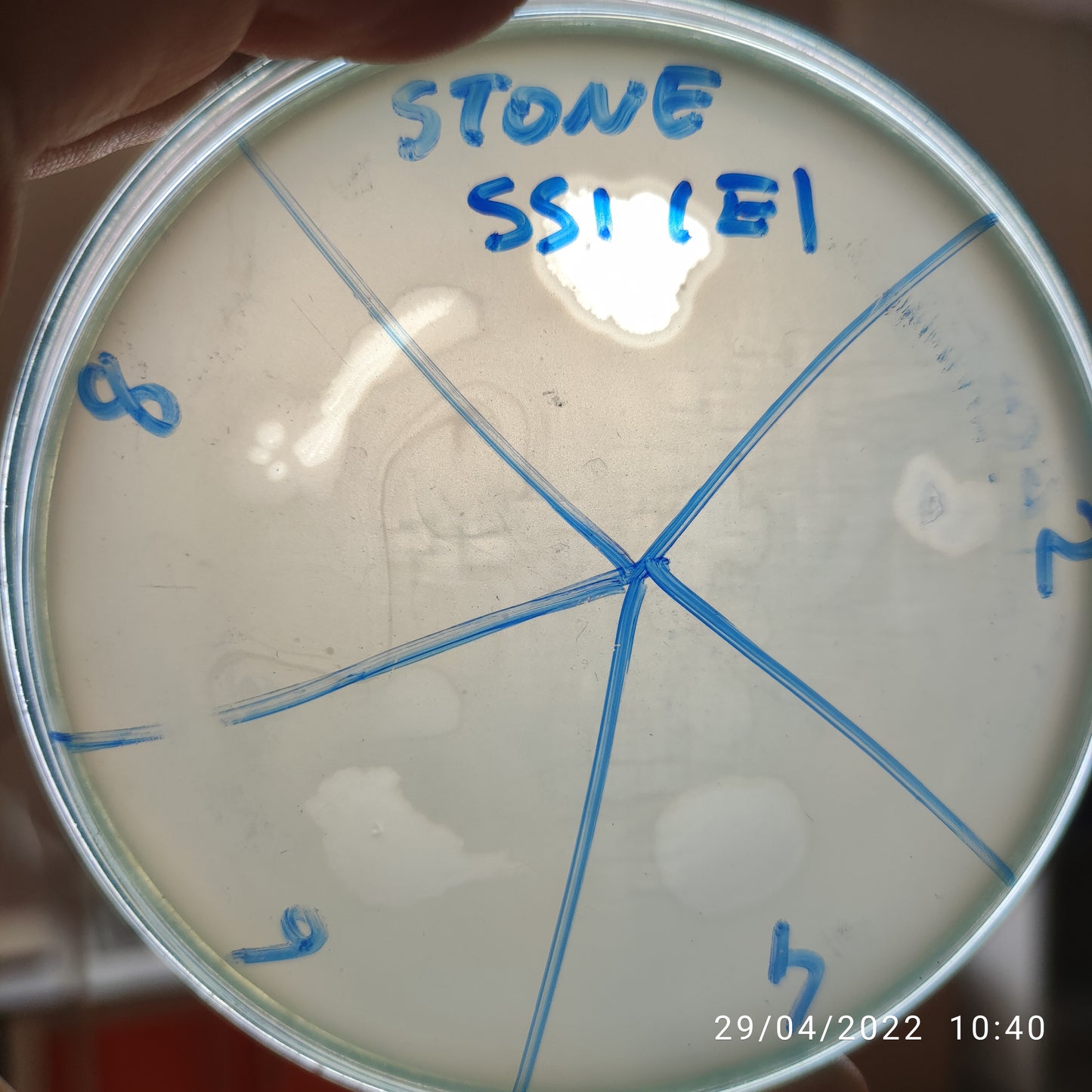 Stenotrophomonas maltophilia bacteriophage 200551E