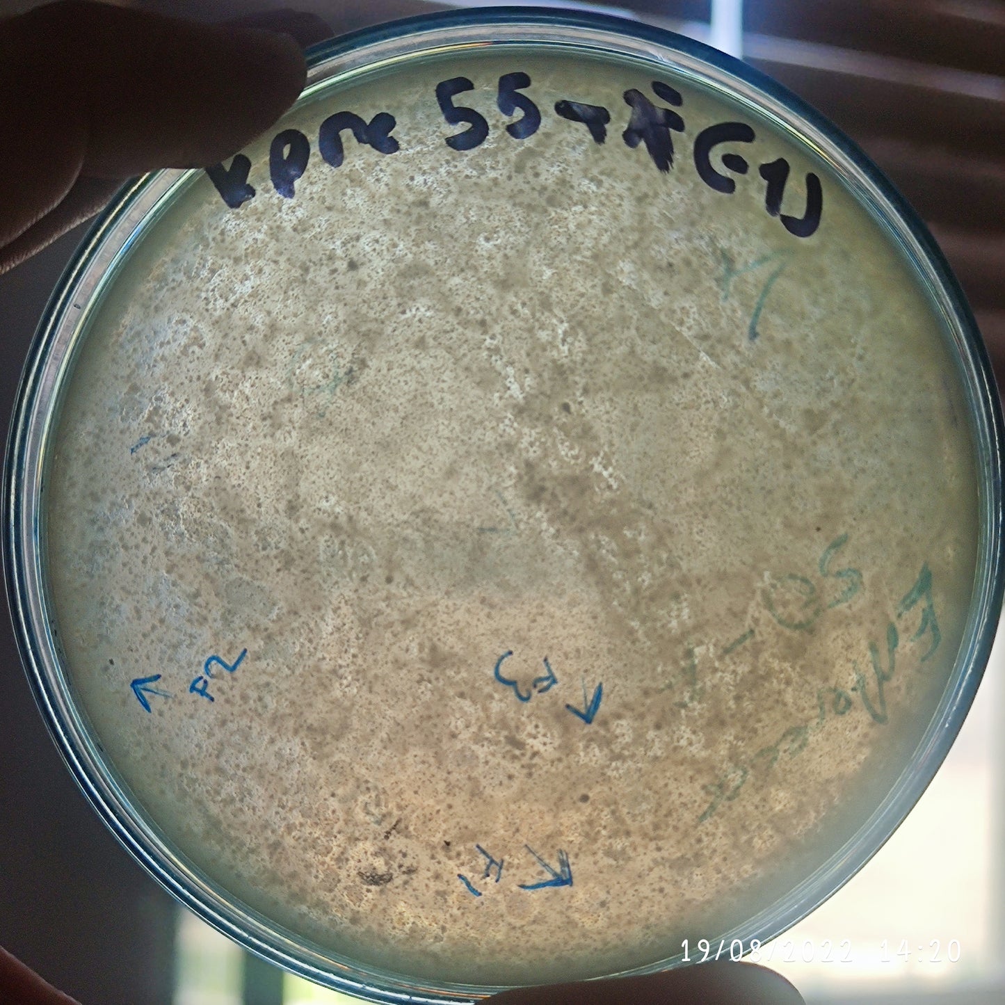 Klebsiella pneumoniae bacteriophage 180055F