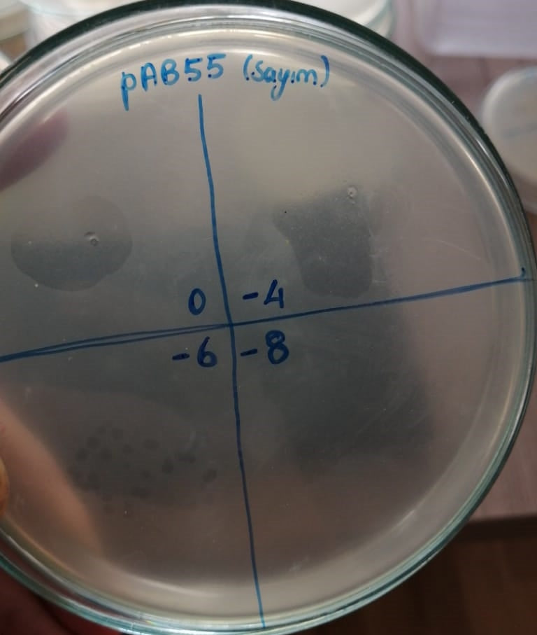 Acinetobacter baumannii bacteriophage 120055A