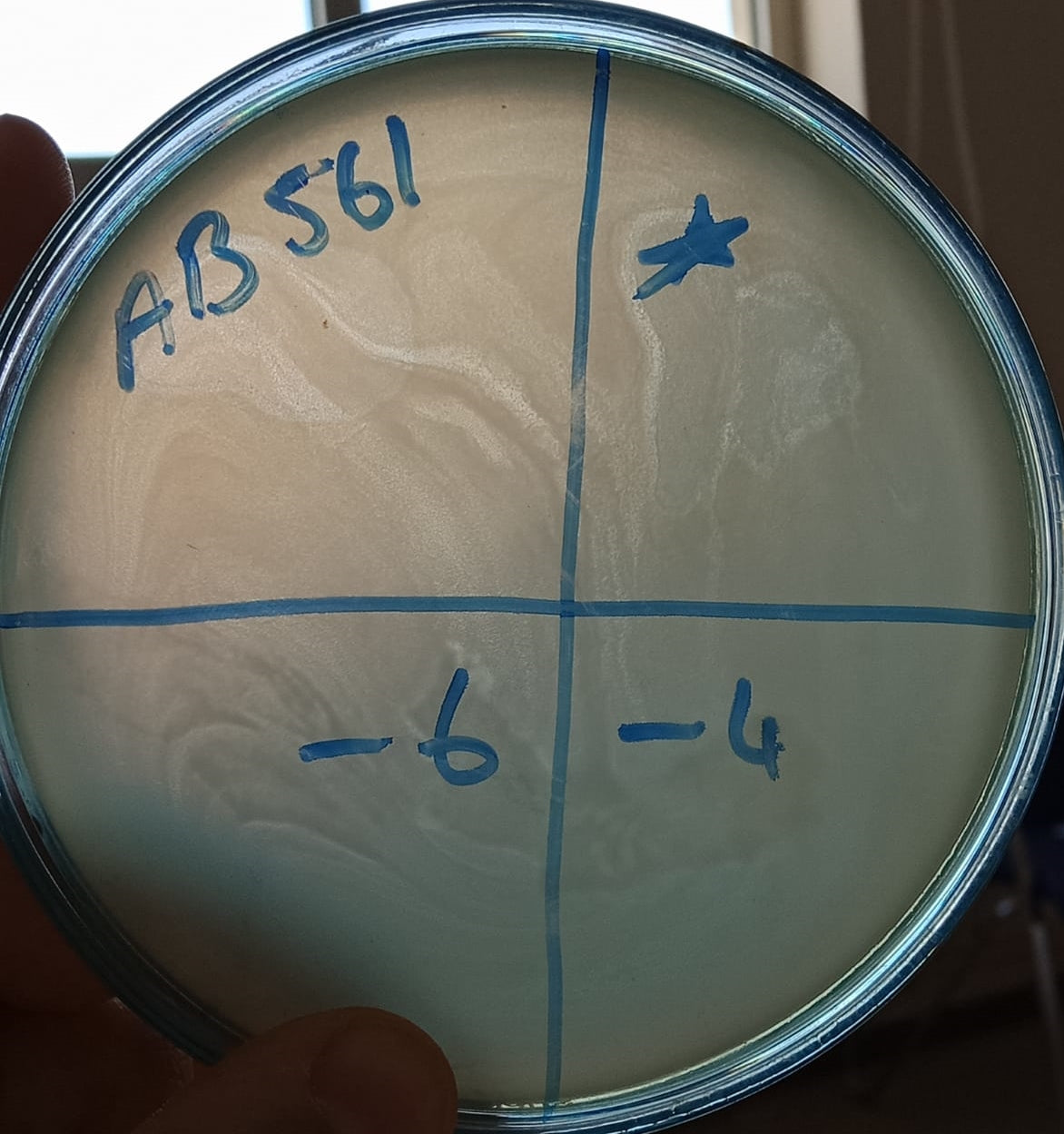 Acinetobacter baumannii bacteriophage 120561A