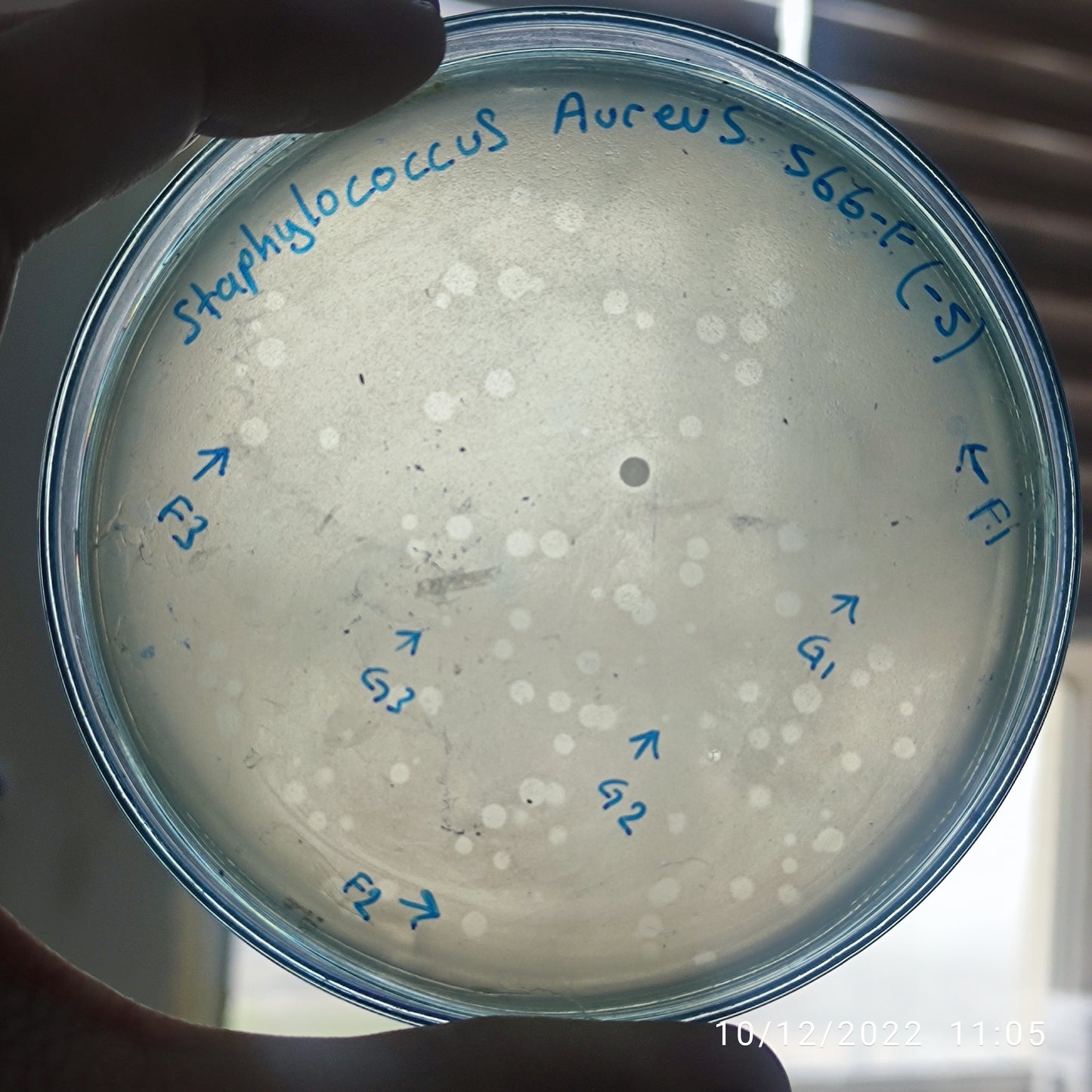 Staphylococcus aureus bacteriophage 152566F