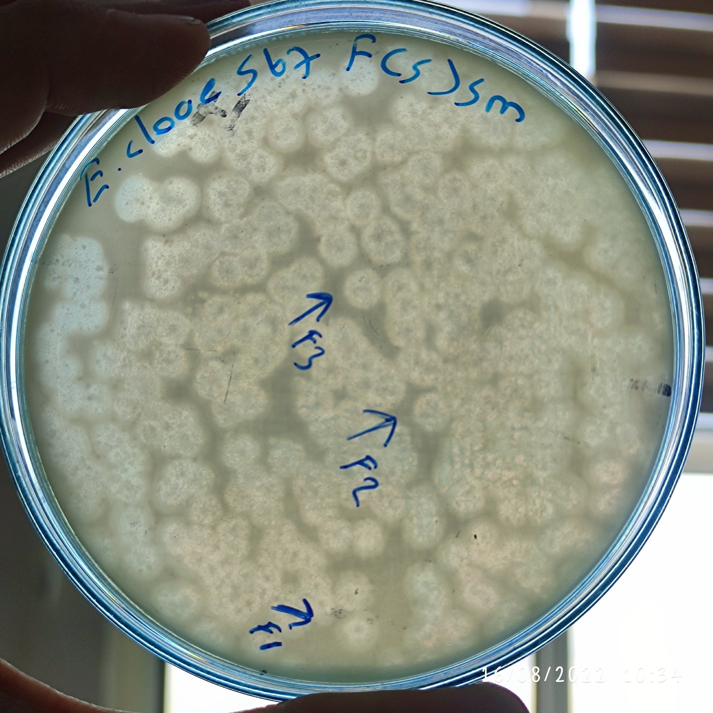 Enterobacter cloacae bacteriophage 200567F