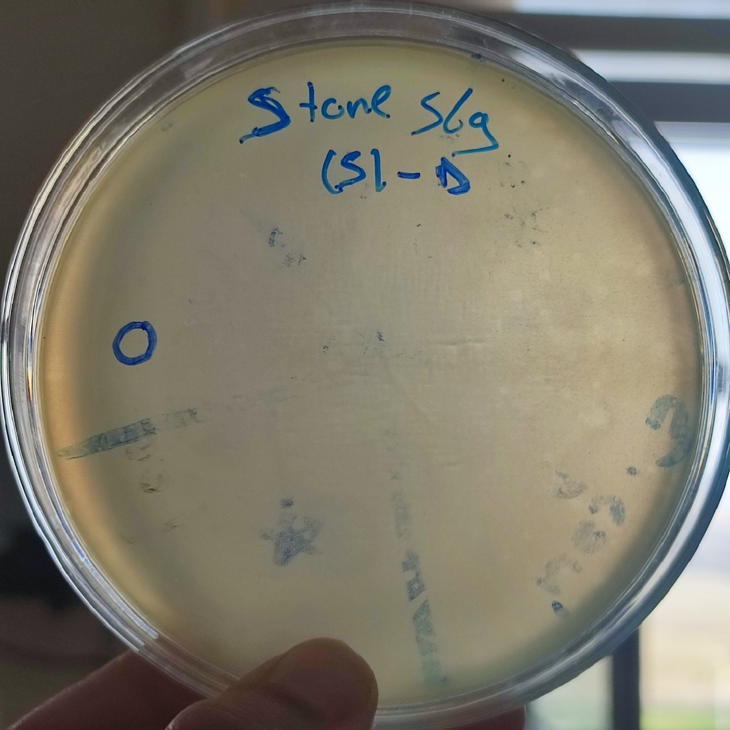 Stenotrophomonas maltophilia bacteriophage 200569D