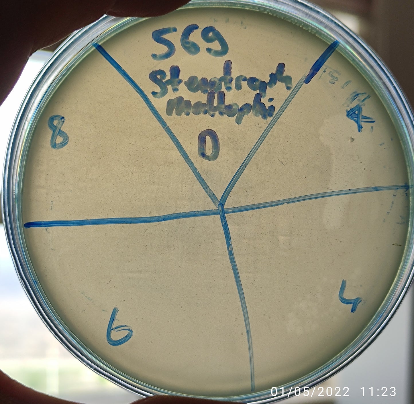 Stenotrophomonas maltophilia bacteriophage 200569D