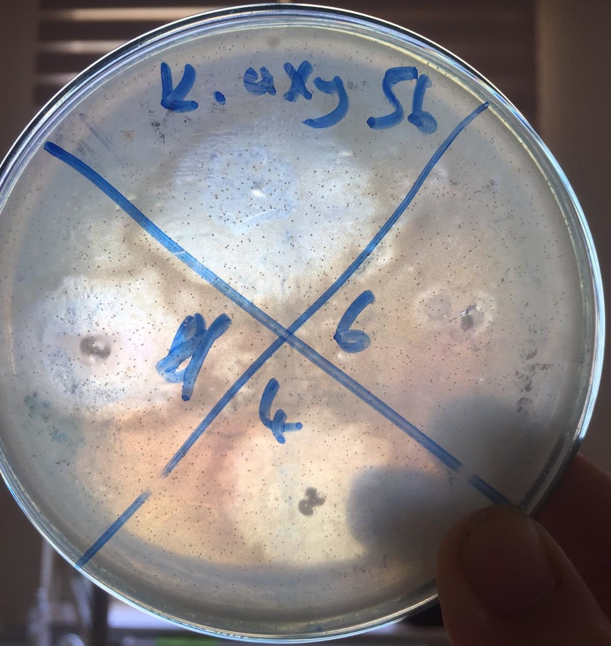 Klebsiella oxytoca bacteriophage 188056A